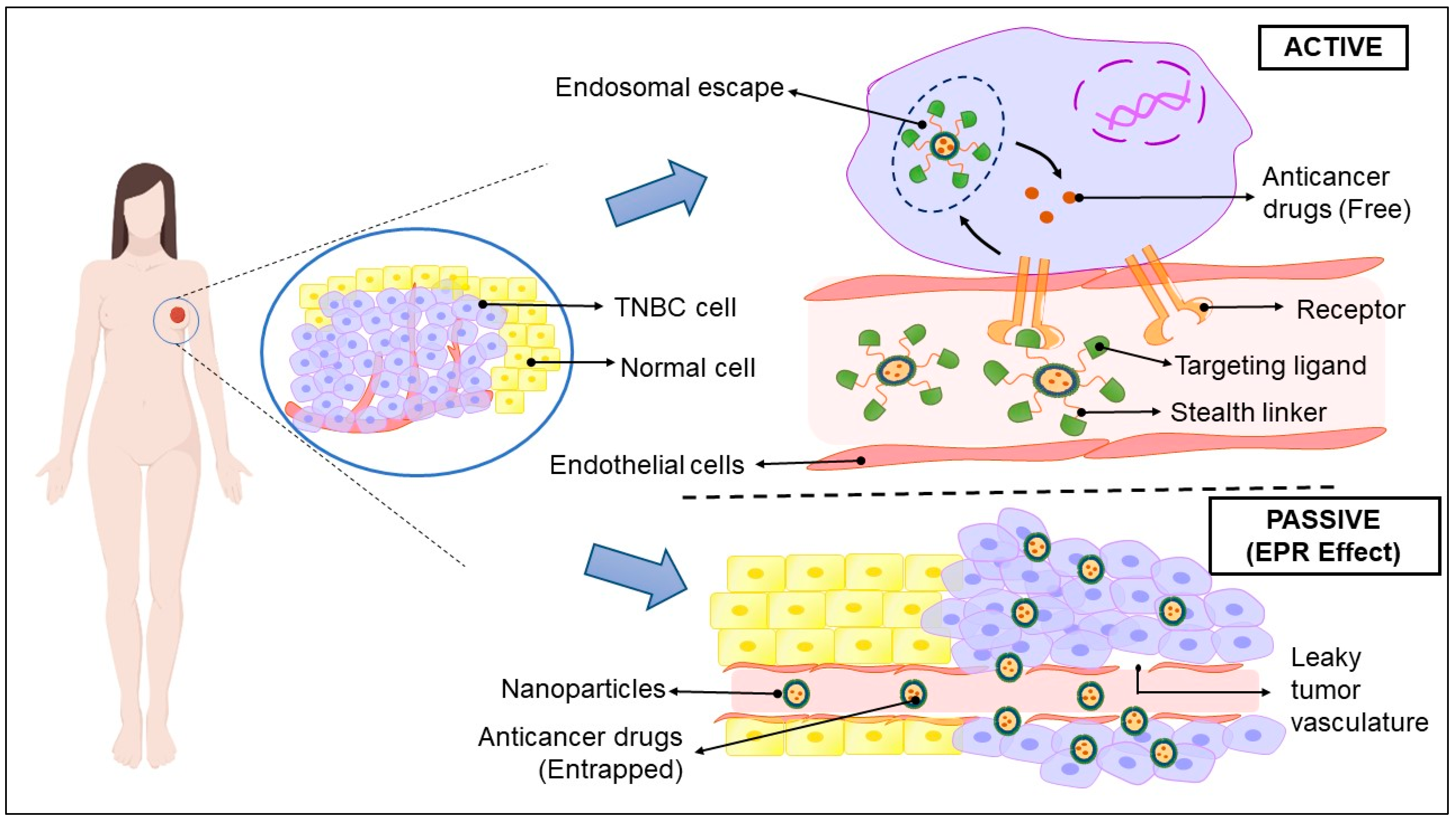 Pharmaceuticals 15 00542 g006