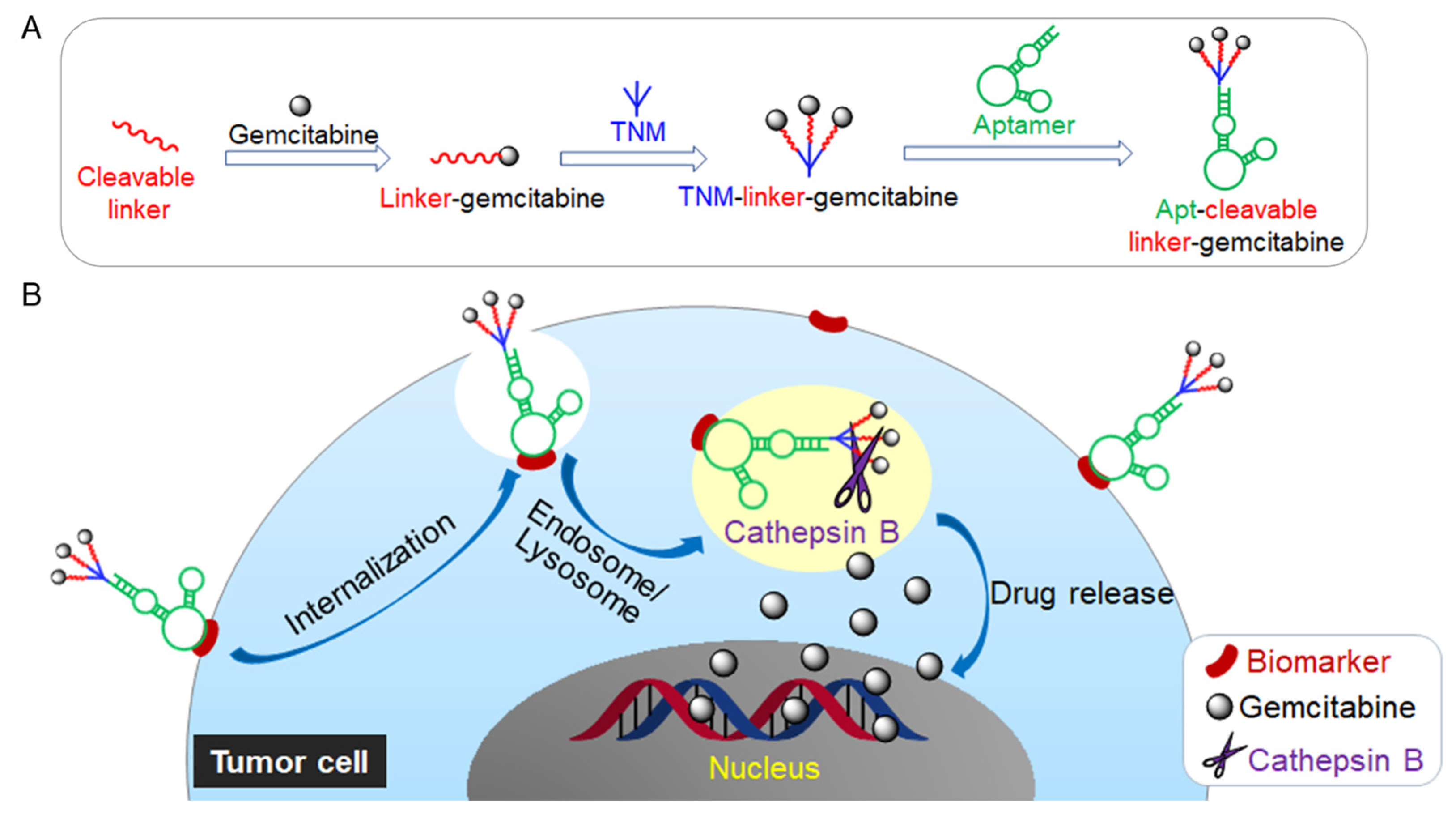 Pharmaceuticals 15 00558 g001