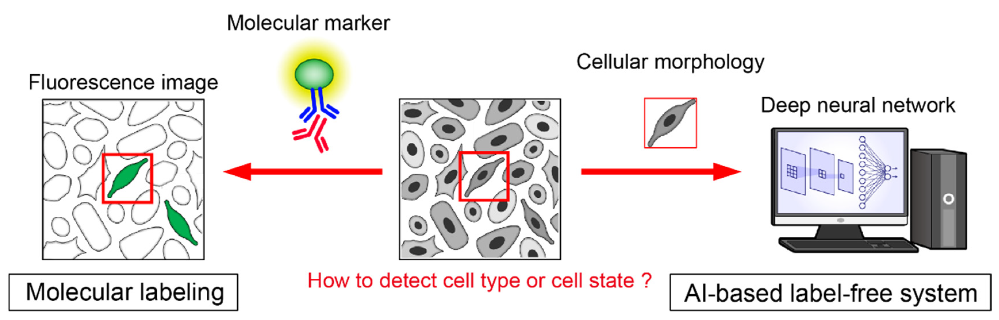 Pharmaceuticals 15 00562 g004