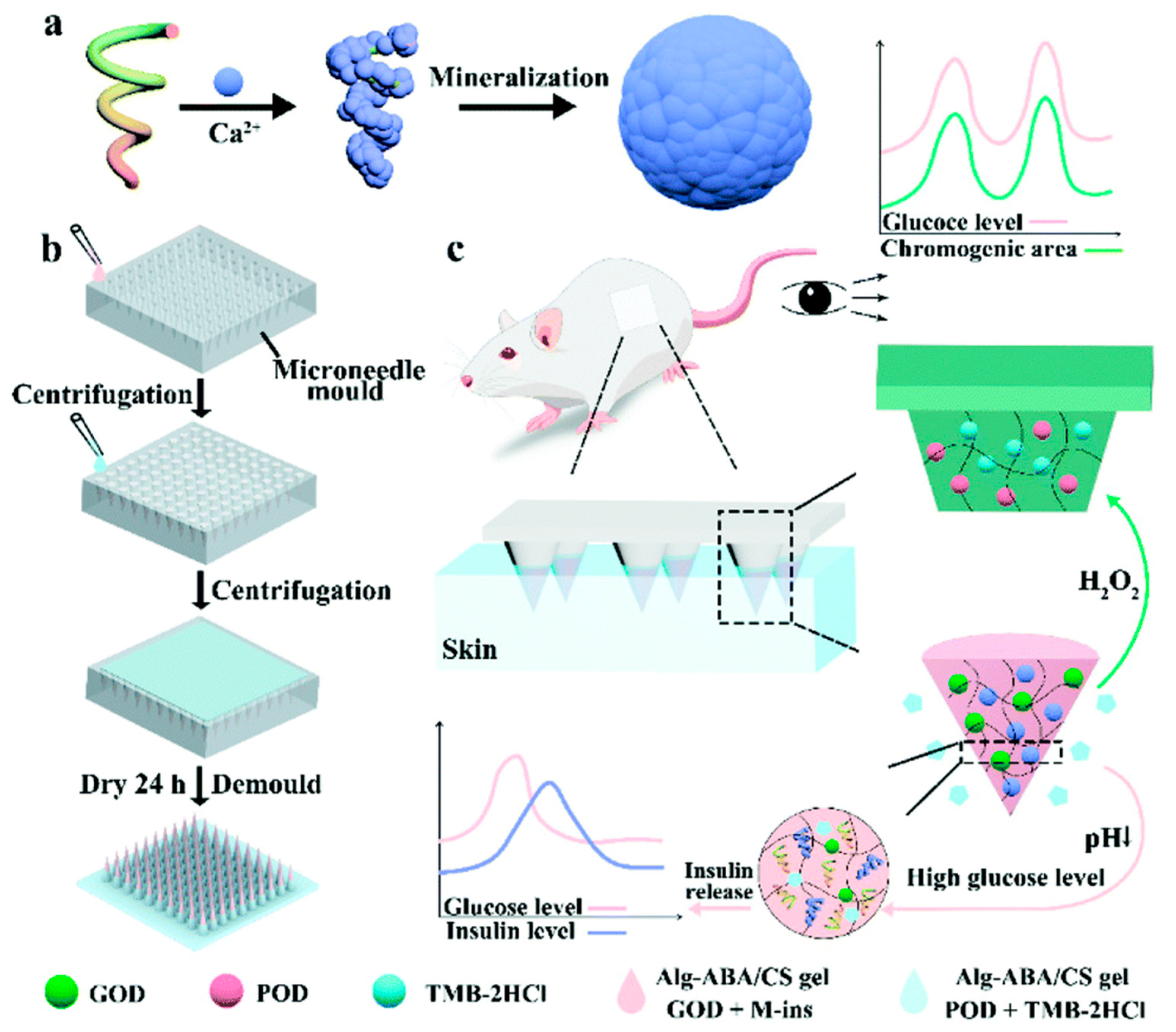Pharmaceuticals 15 00602 g012