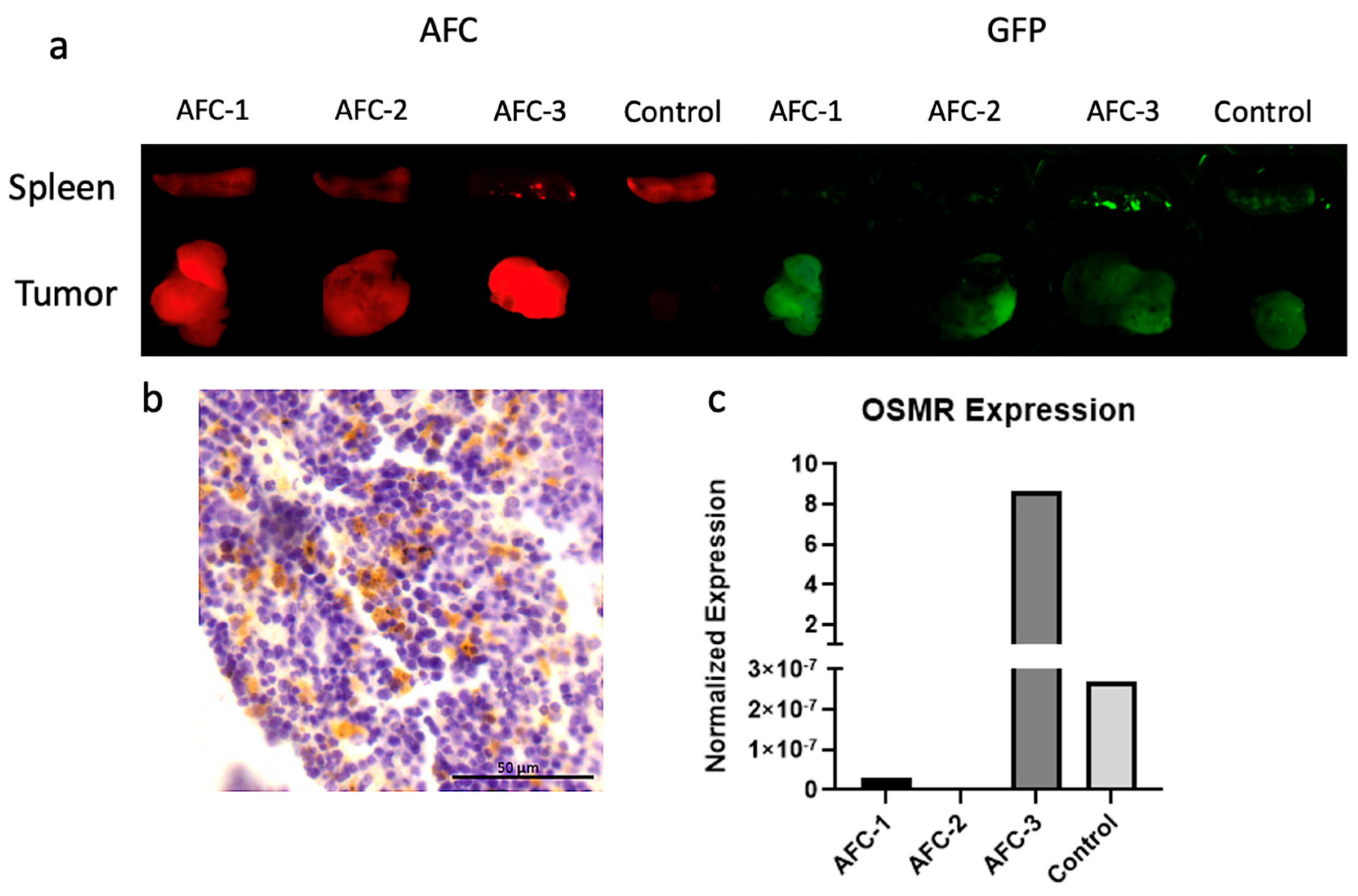 Pharmaceuticals 15 00650 g005