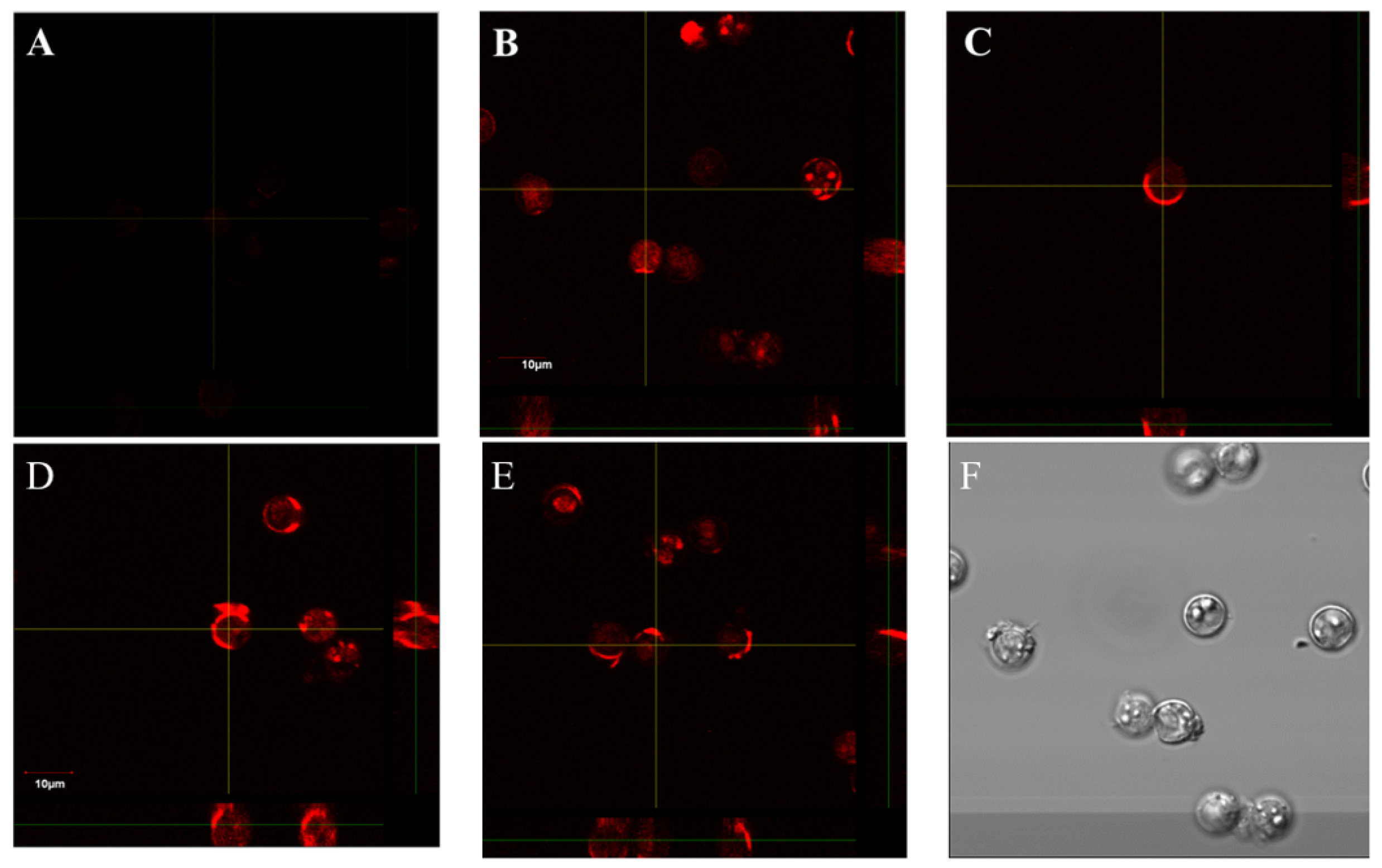 Pharmaceuticals 15 00693 g001