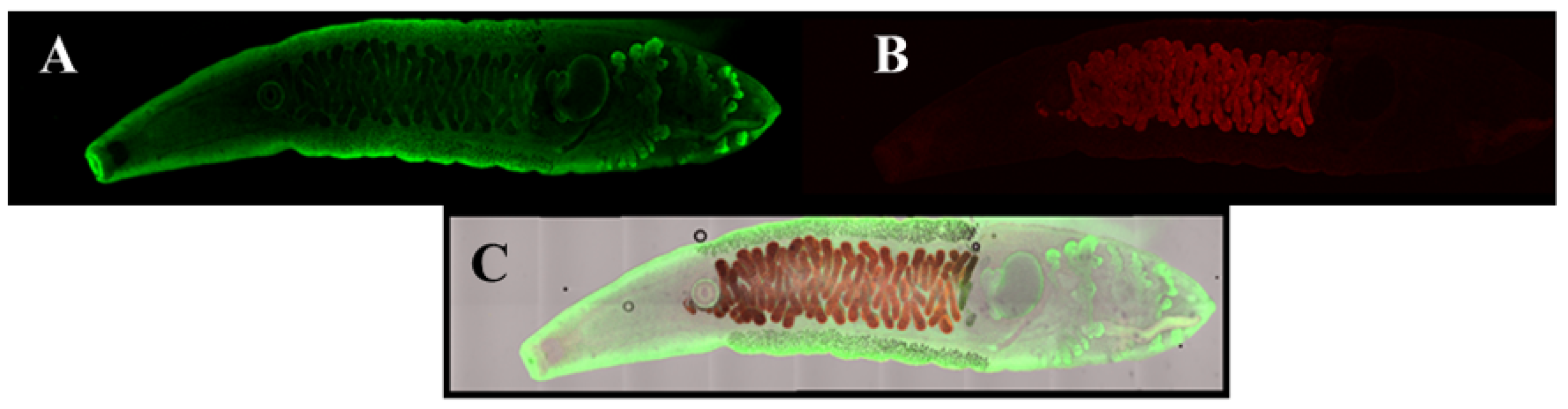 Pharmaceuticals 15 00693 g002