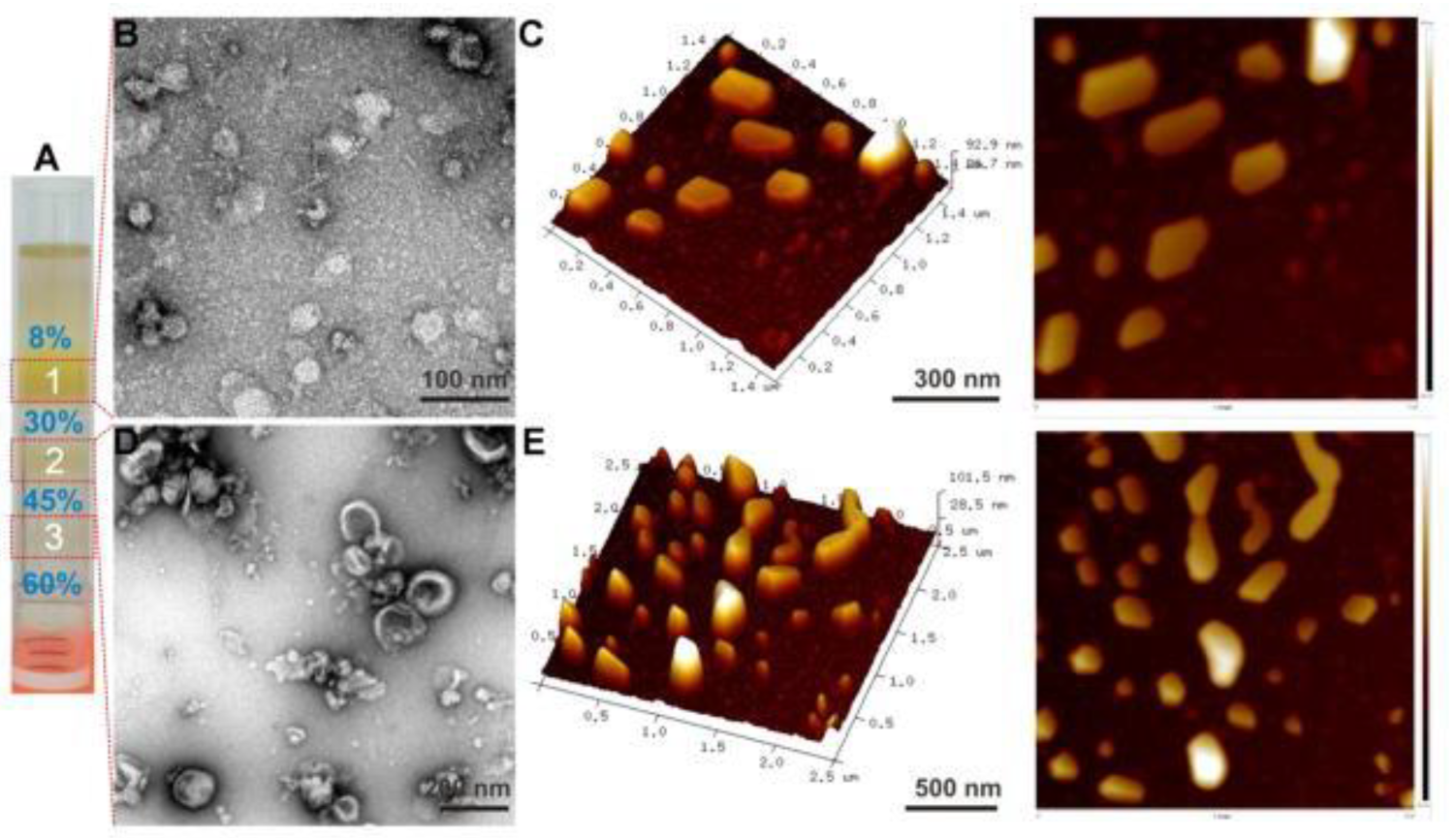 Pharmaceuticals 15 00708 g001