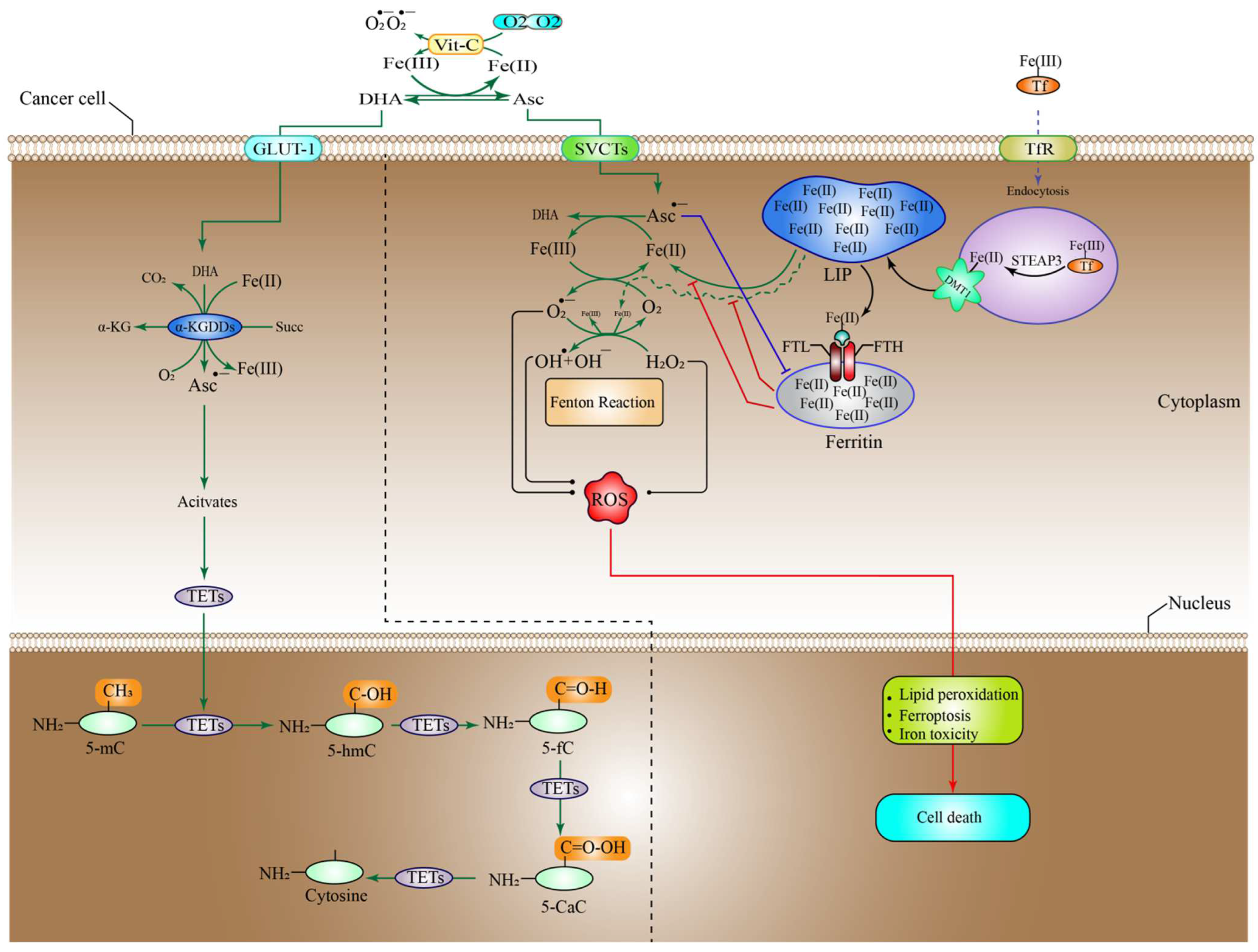 Pharmaceuticals 15 00711 g001
