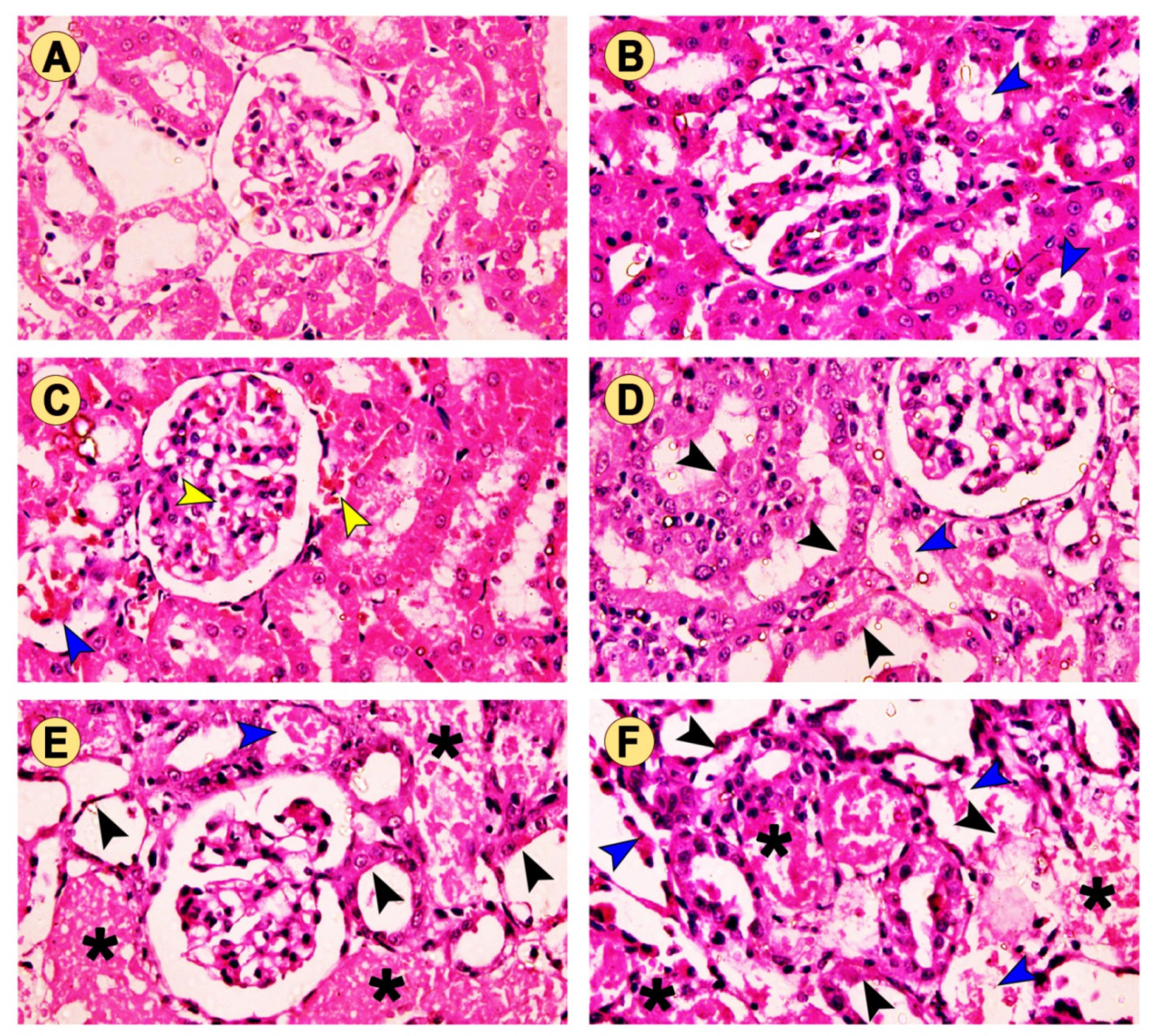 Pharmaceuticals 15 00736 g004