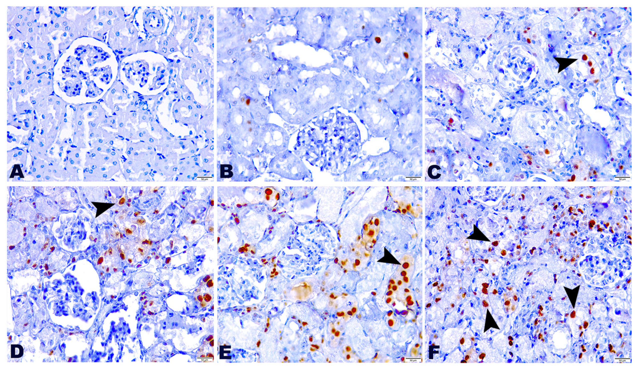 Pharmaceuticals 15 00736 g005