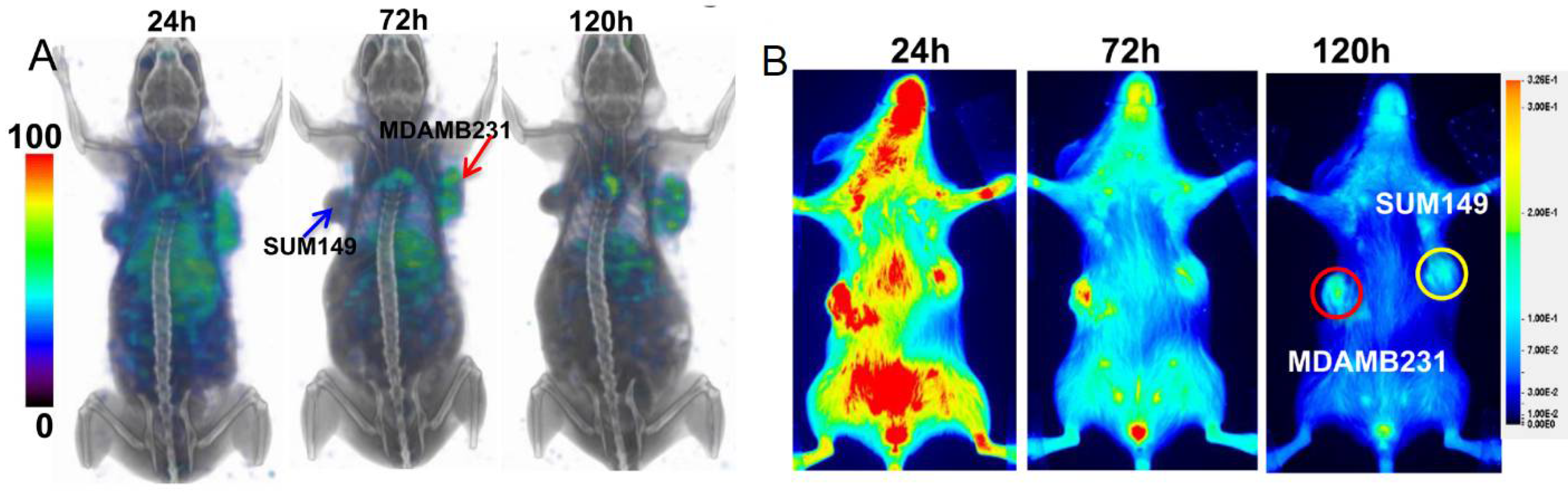 Pharmaceuticals 15 00747 g003