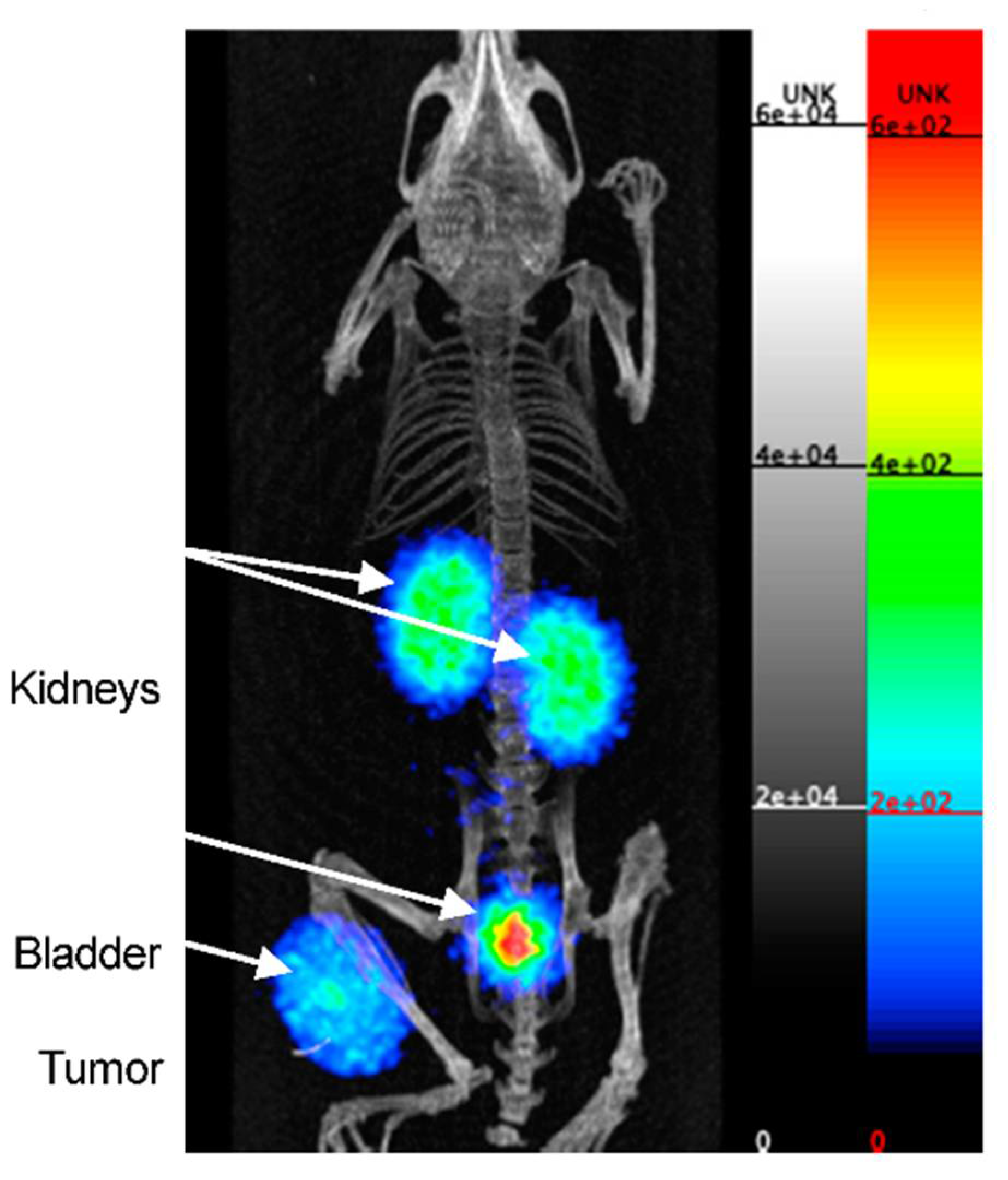 Pharmaceuticals 15 00747 g006