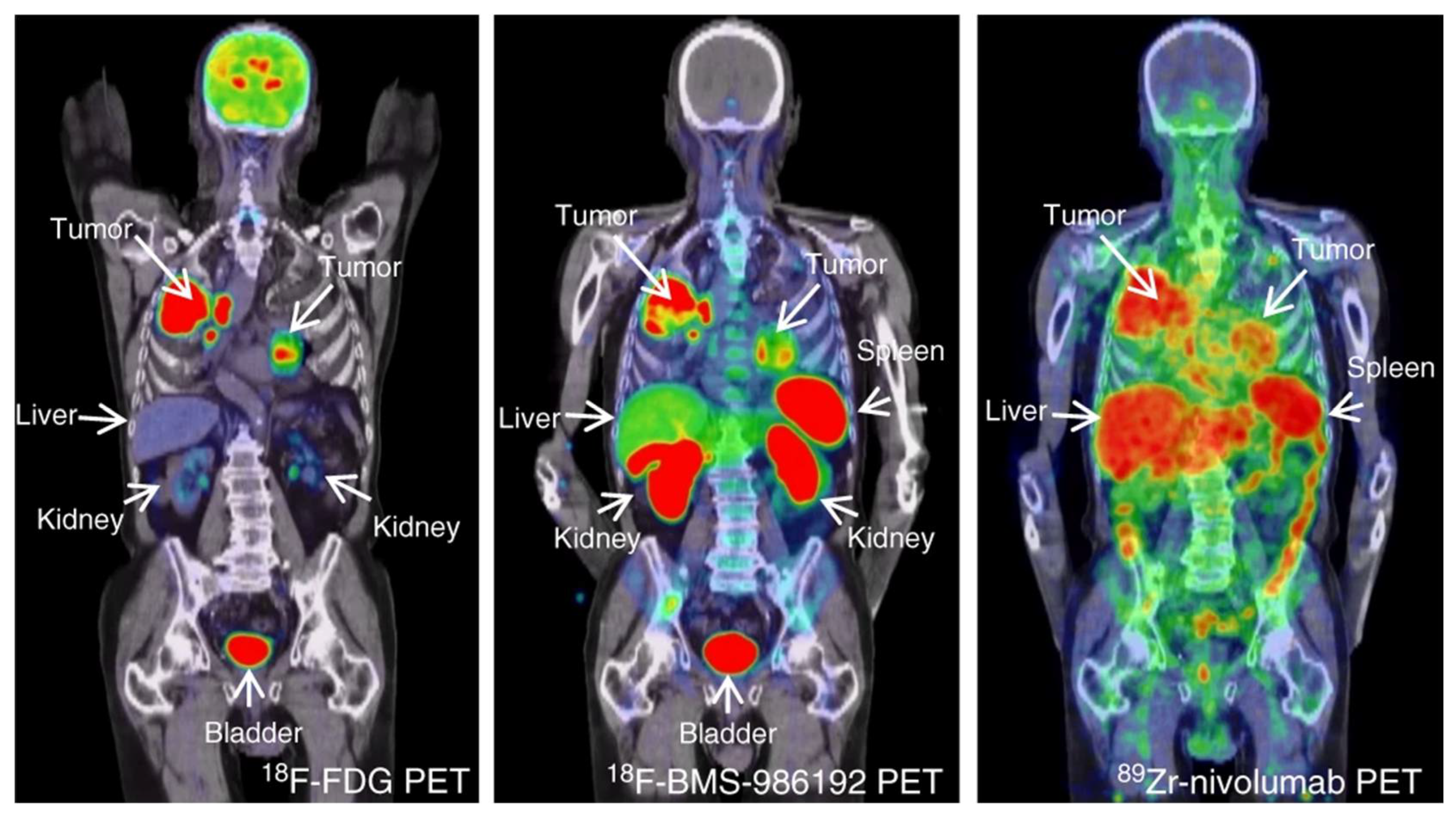 Pharmaceuticals 15 00747 g012