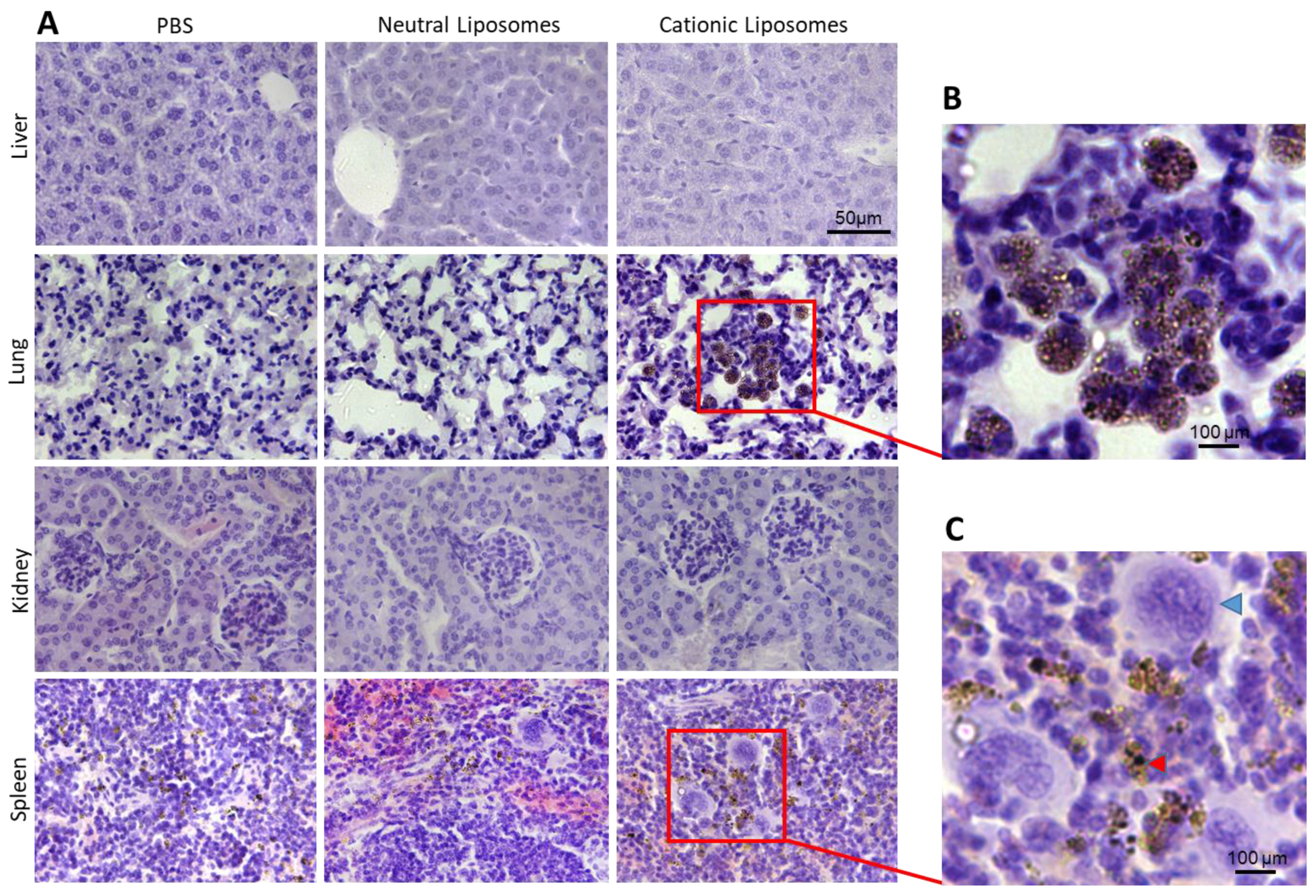 Pharmaceuticals 15 00761 g007