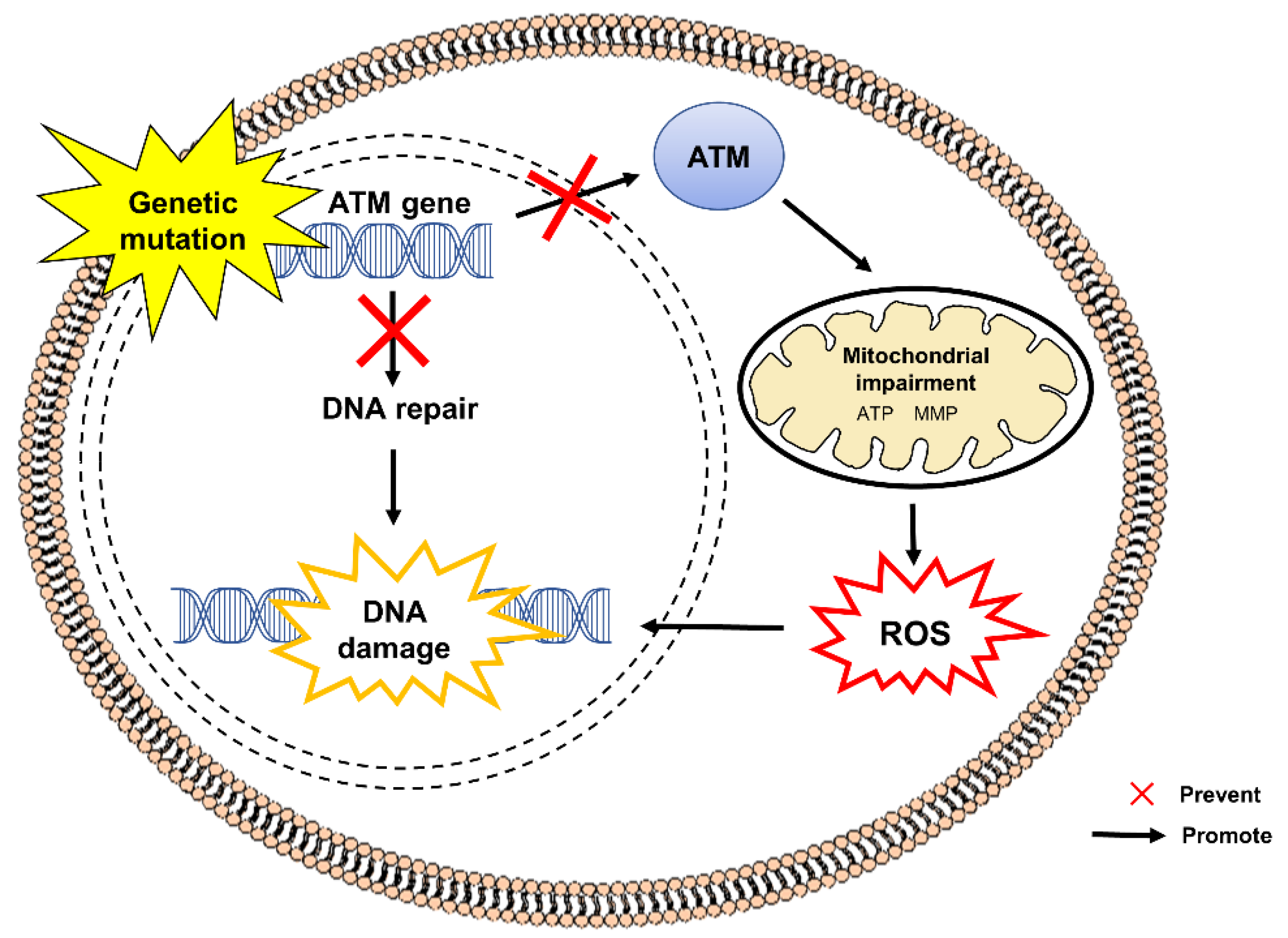 Pharmaceuticals 15 00764 g001