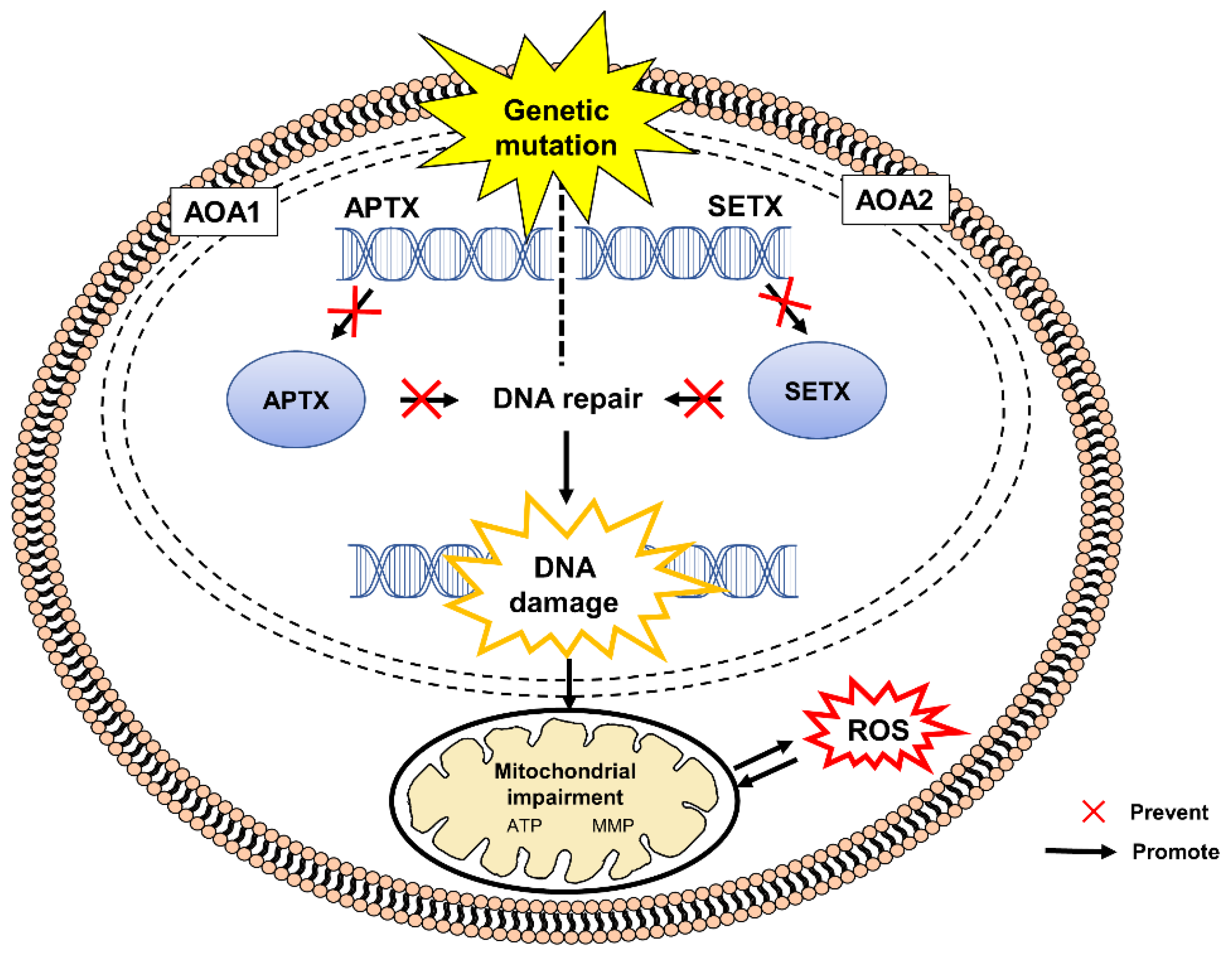 Pharmaceuticals 15 00764 g002
