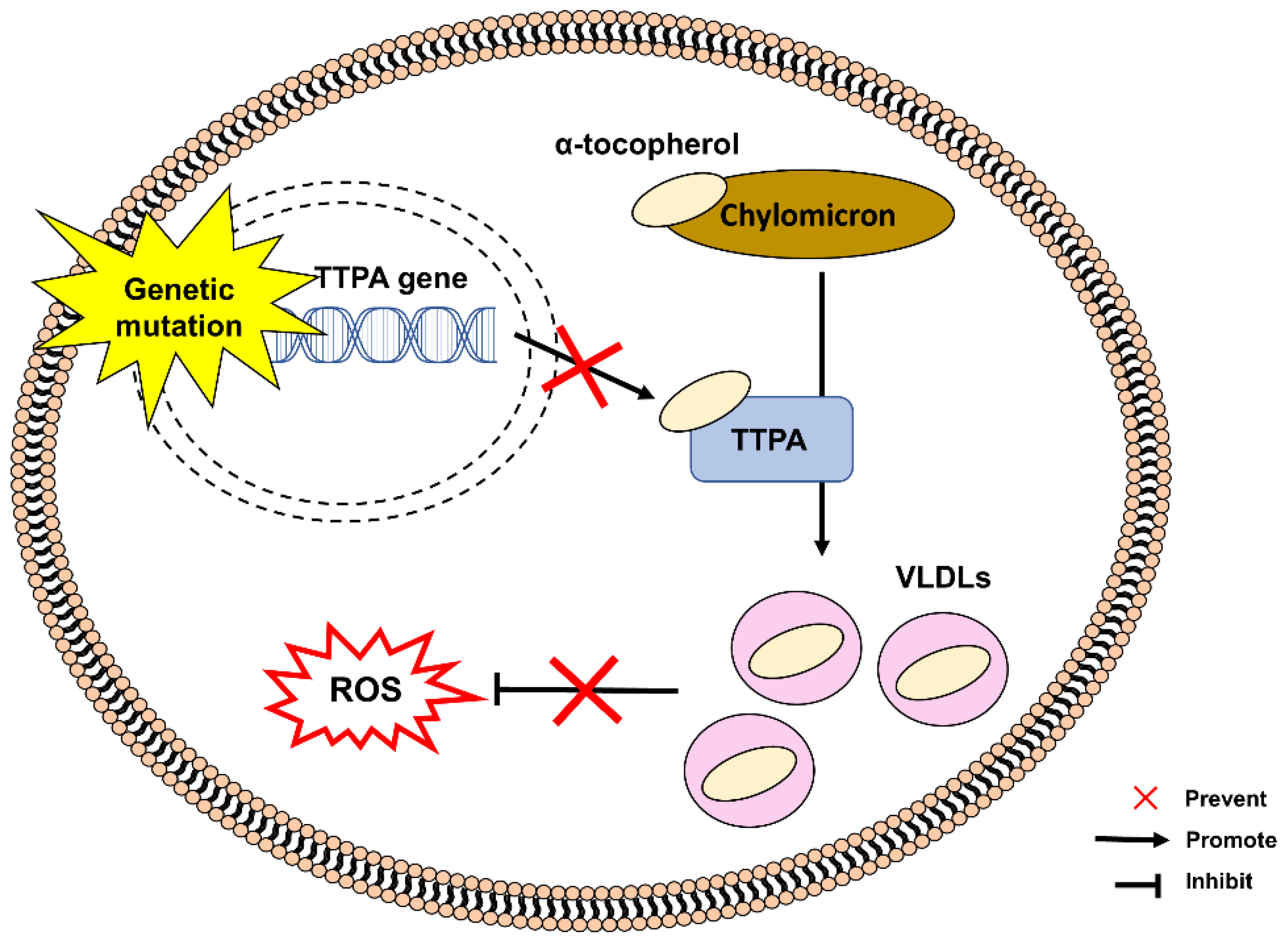 Pharmaceuticals 15 00764 g003