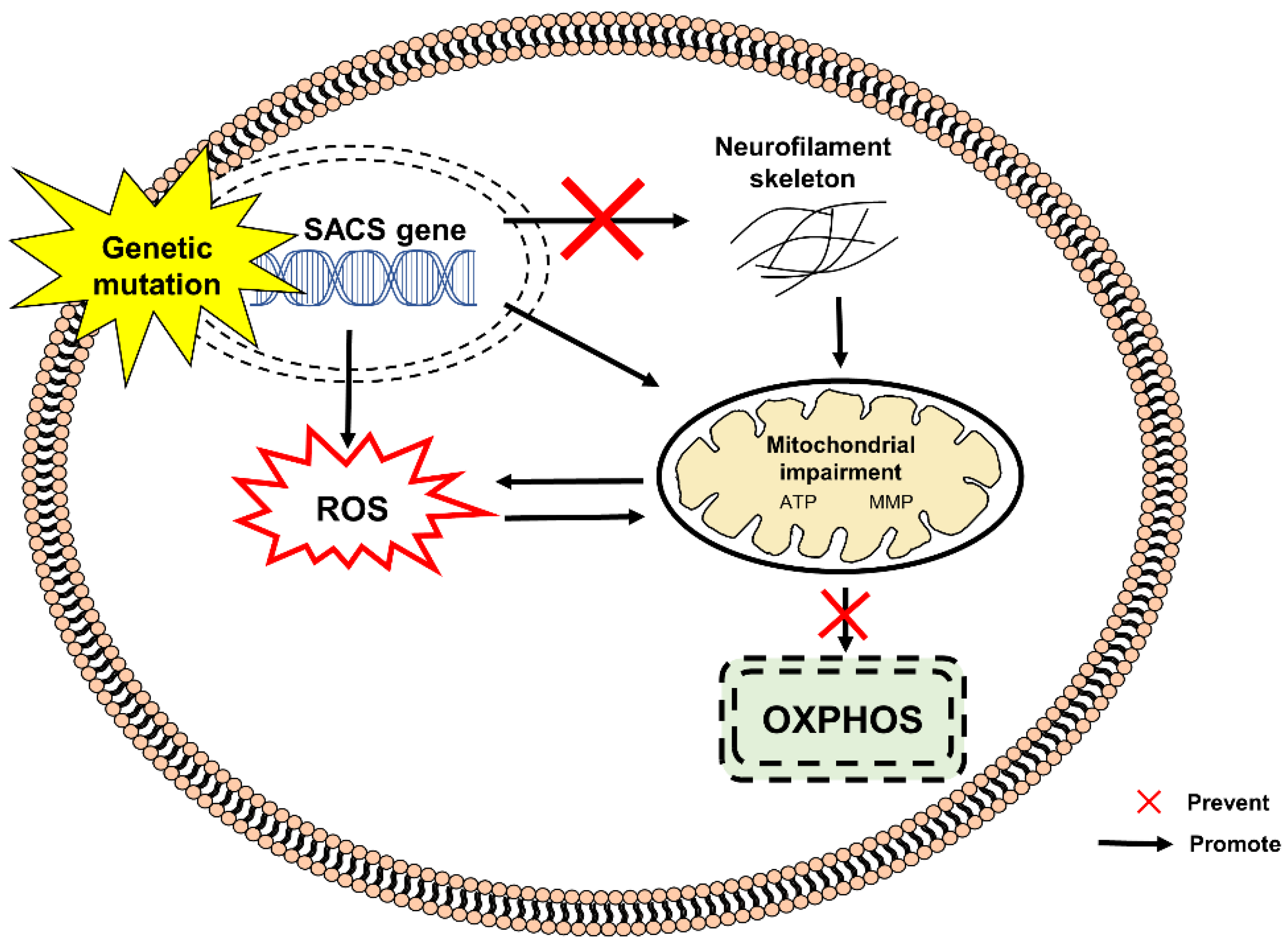 Pharmaceuticals 15 00764 g004