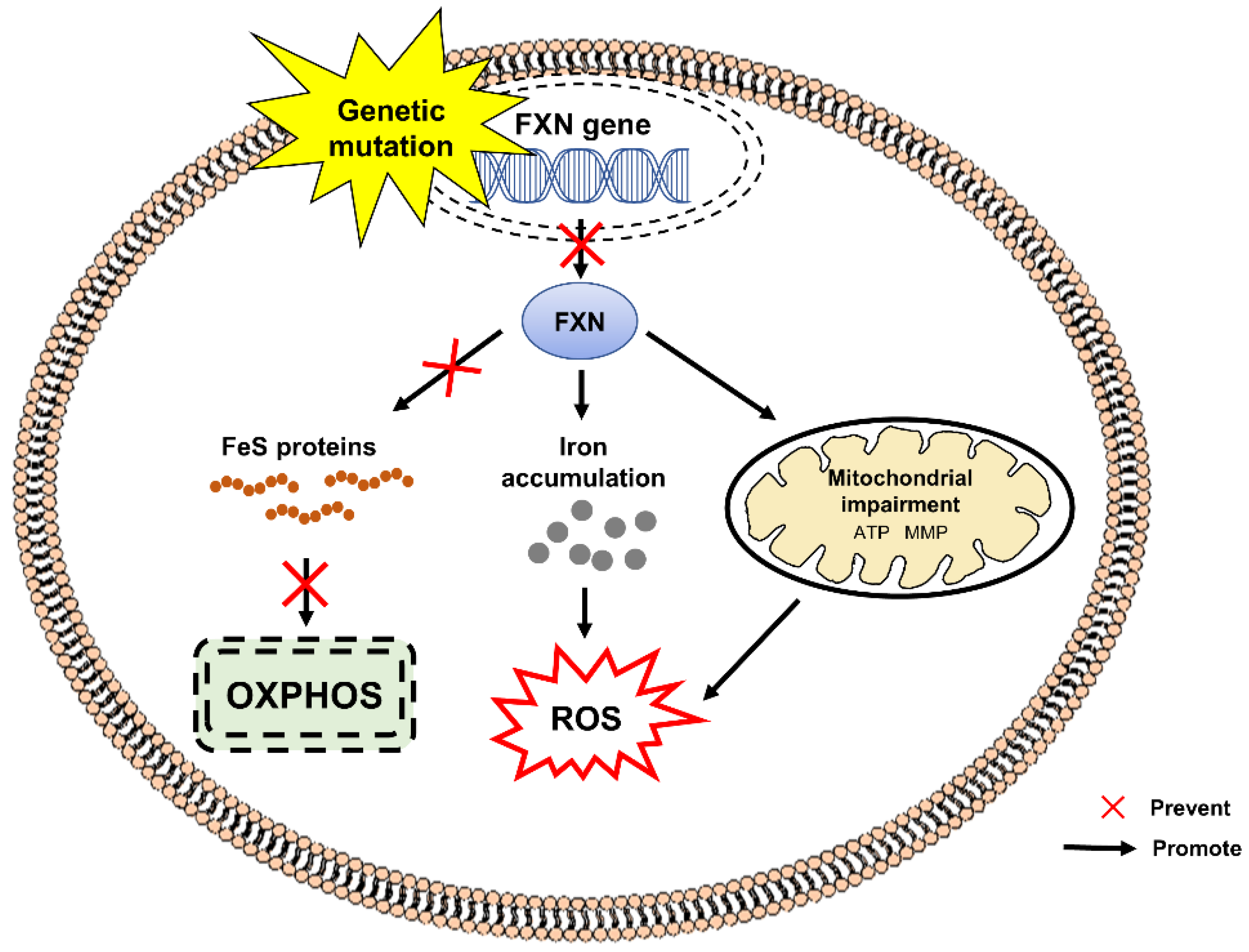 Pharmaceuticals 15 00764 g005