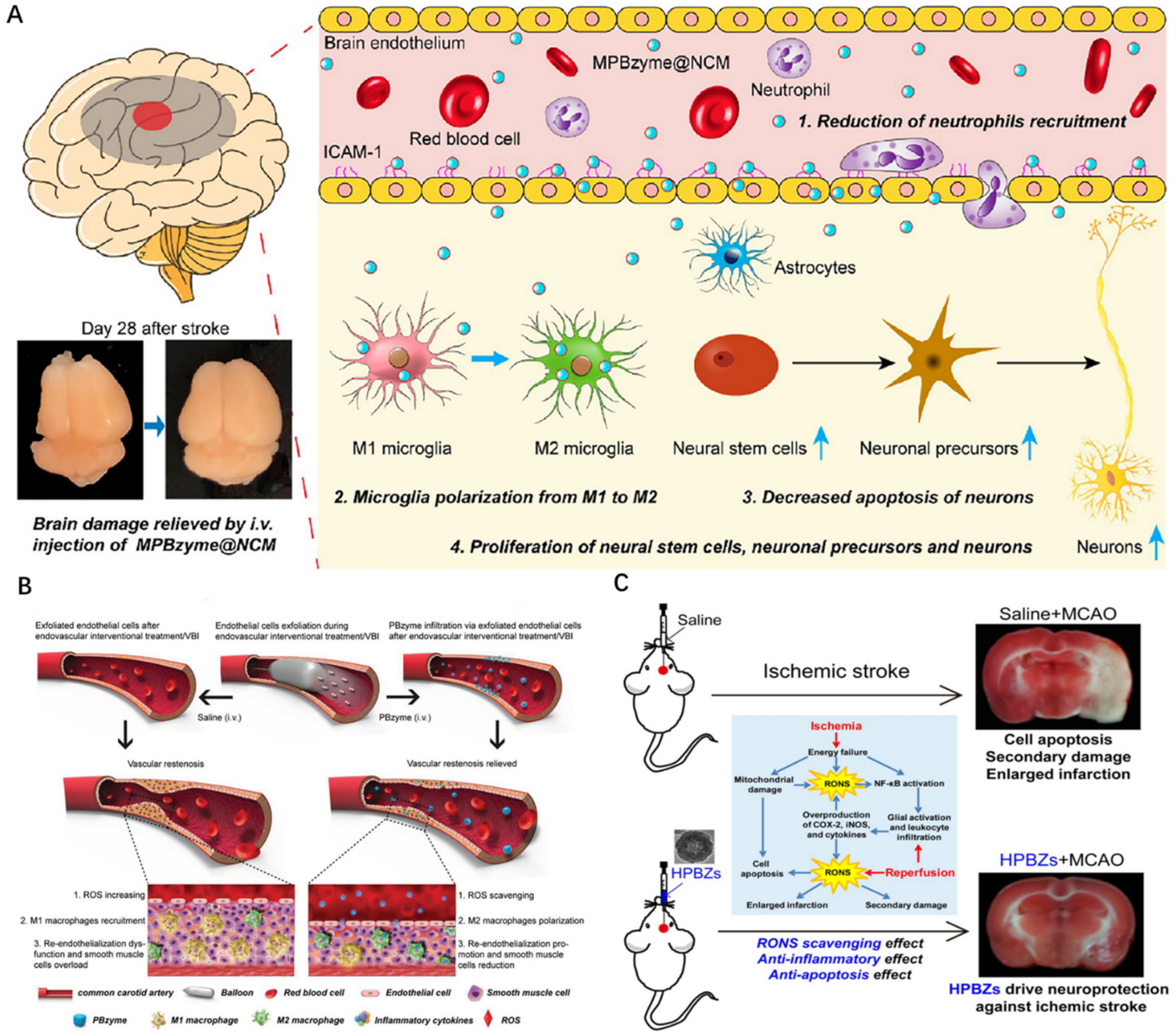 Pharmaceuticals 15 00769 g005