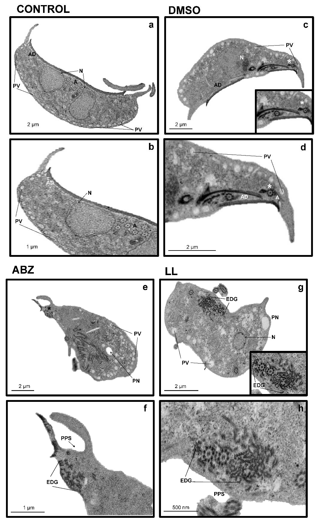 Pharmaceuticals 15 00809 g004