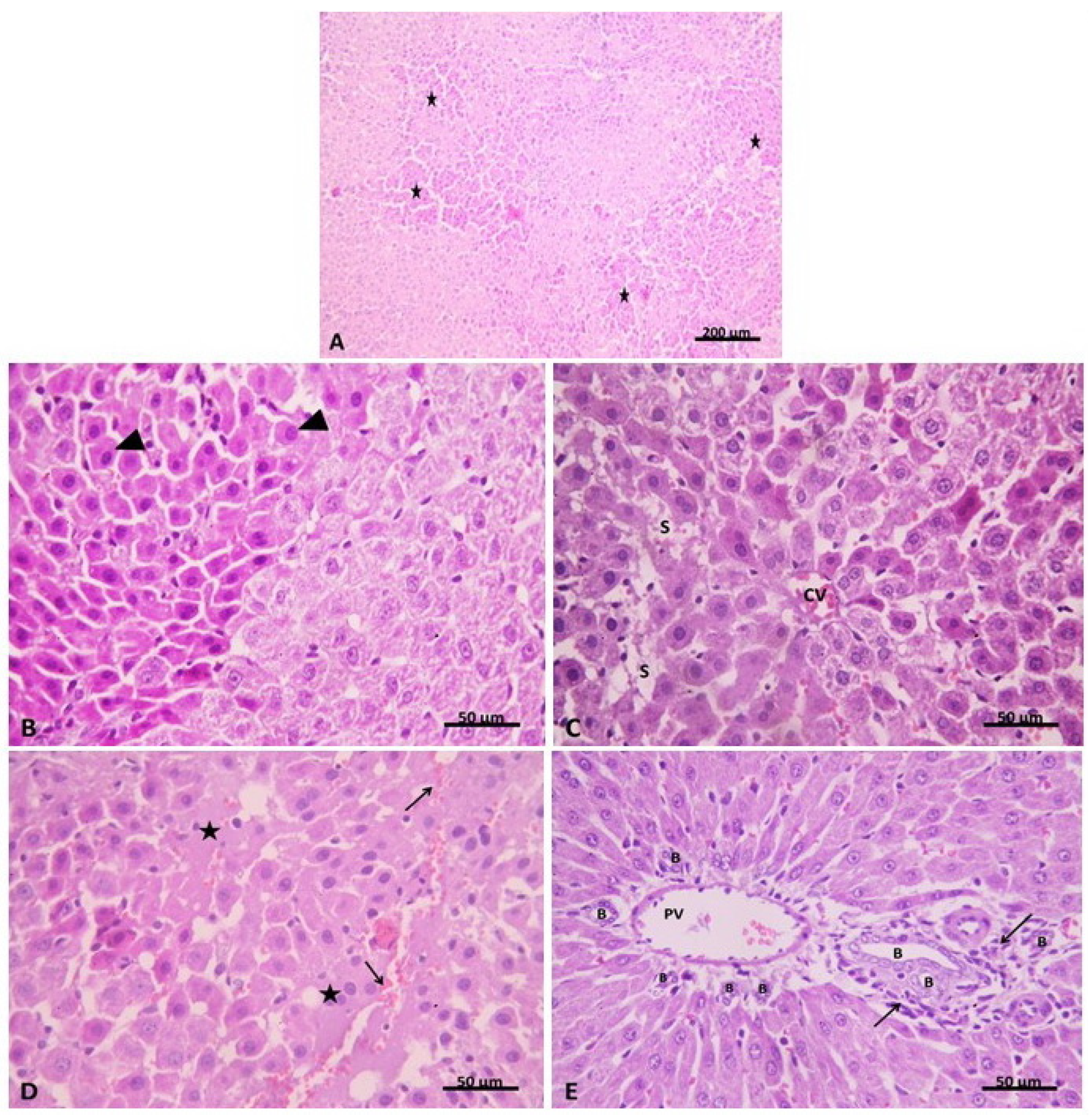 Pharmaceuticals 15 00832 g006 Pharmaceuticals 15 00832 g006