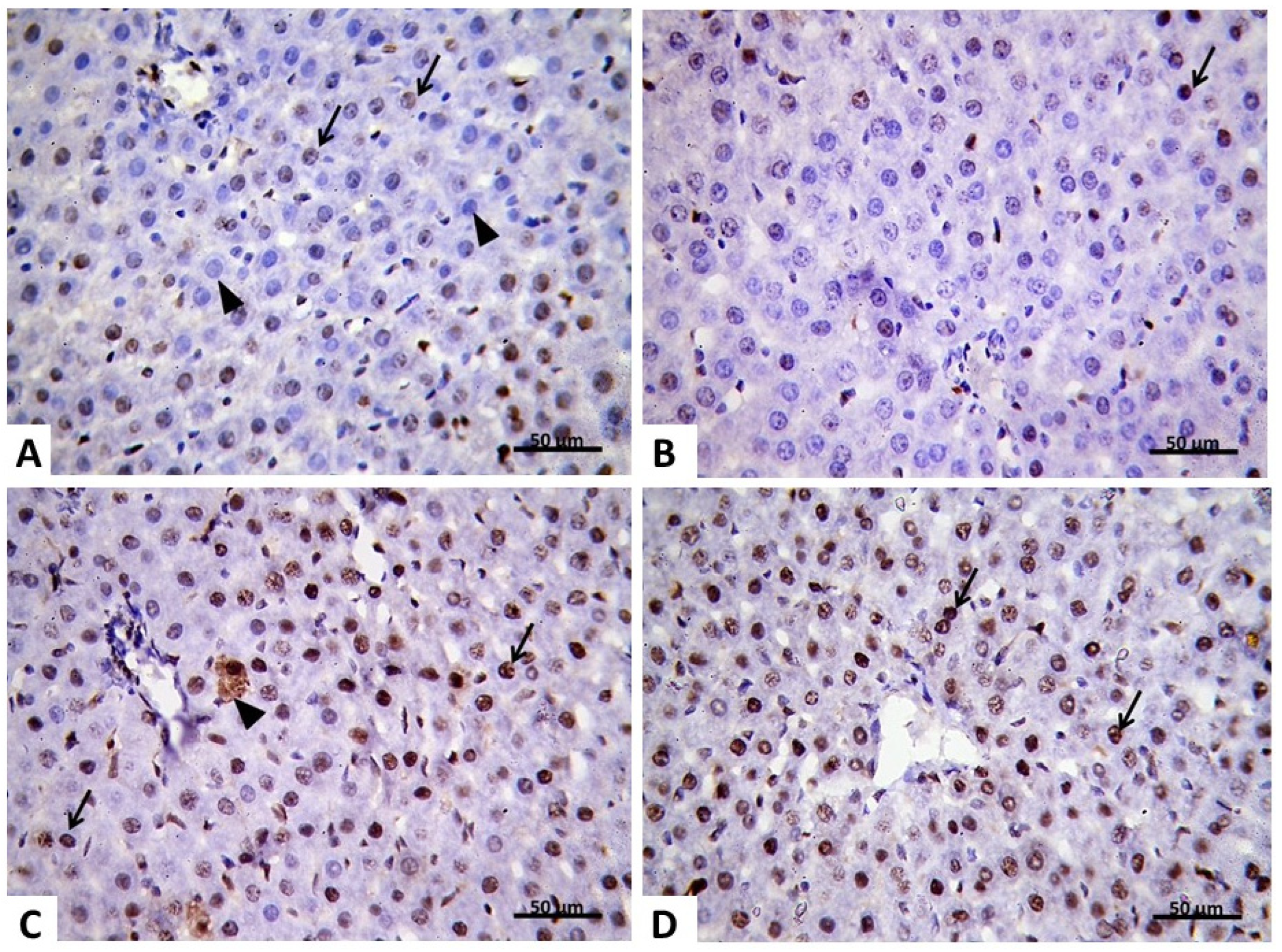 Pharmaceuticals 15 00832 g010 Pharmaceuticals 15 00832 g010