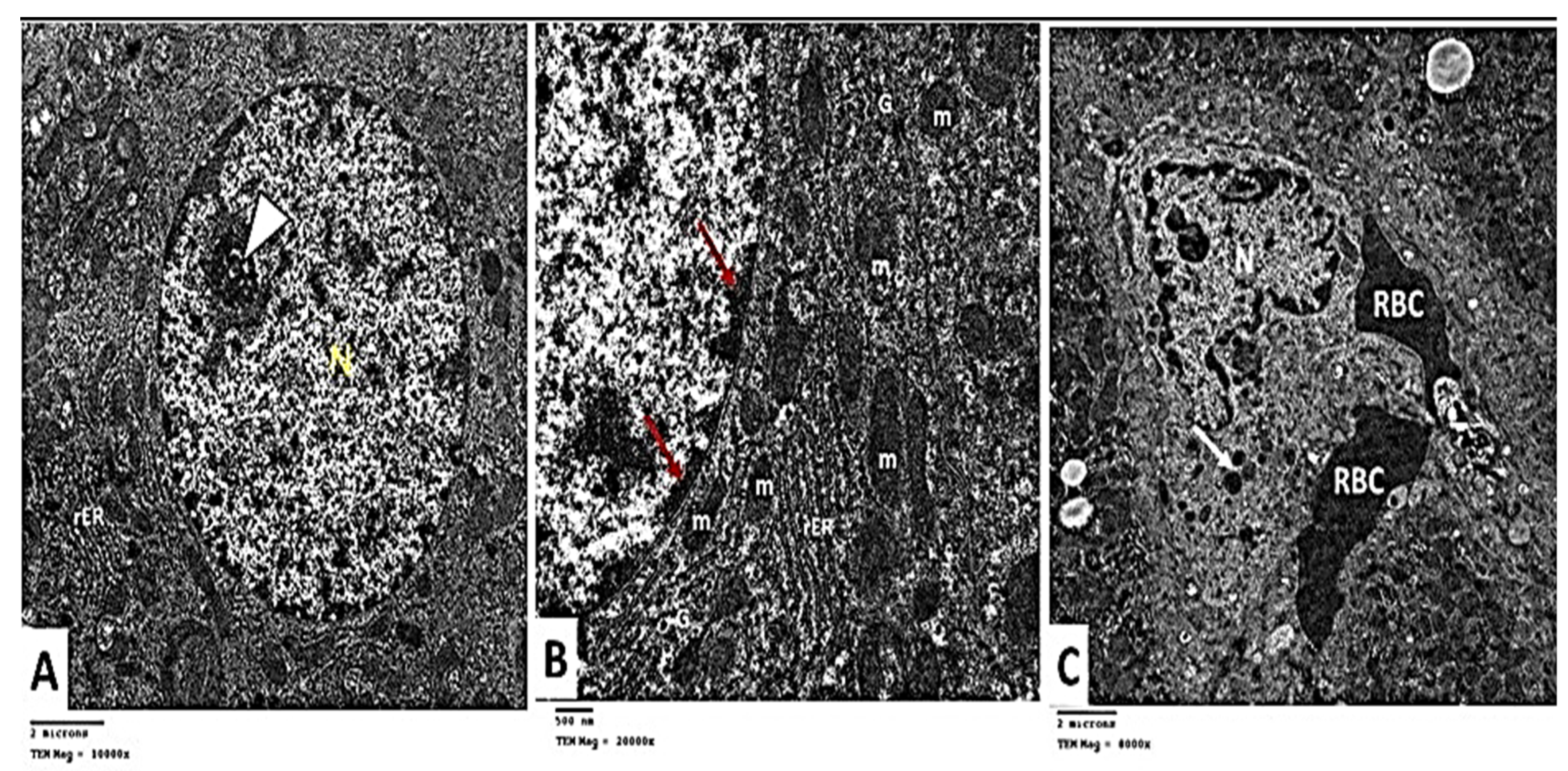 Pharmaceuticals 15 00832 g011 Pharmaceuticals 15 00832 g011