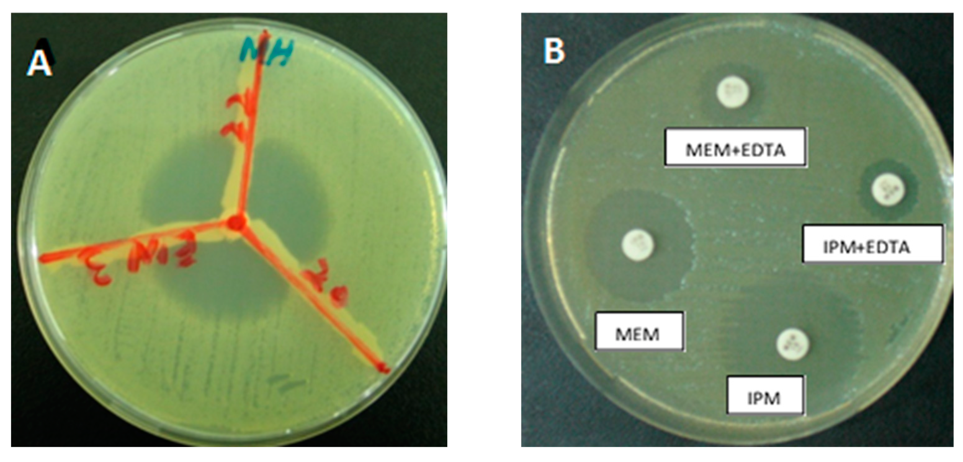Pharmaceuticals 15 00841 g005