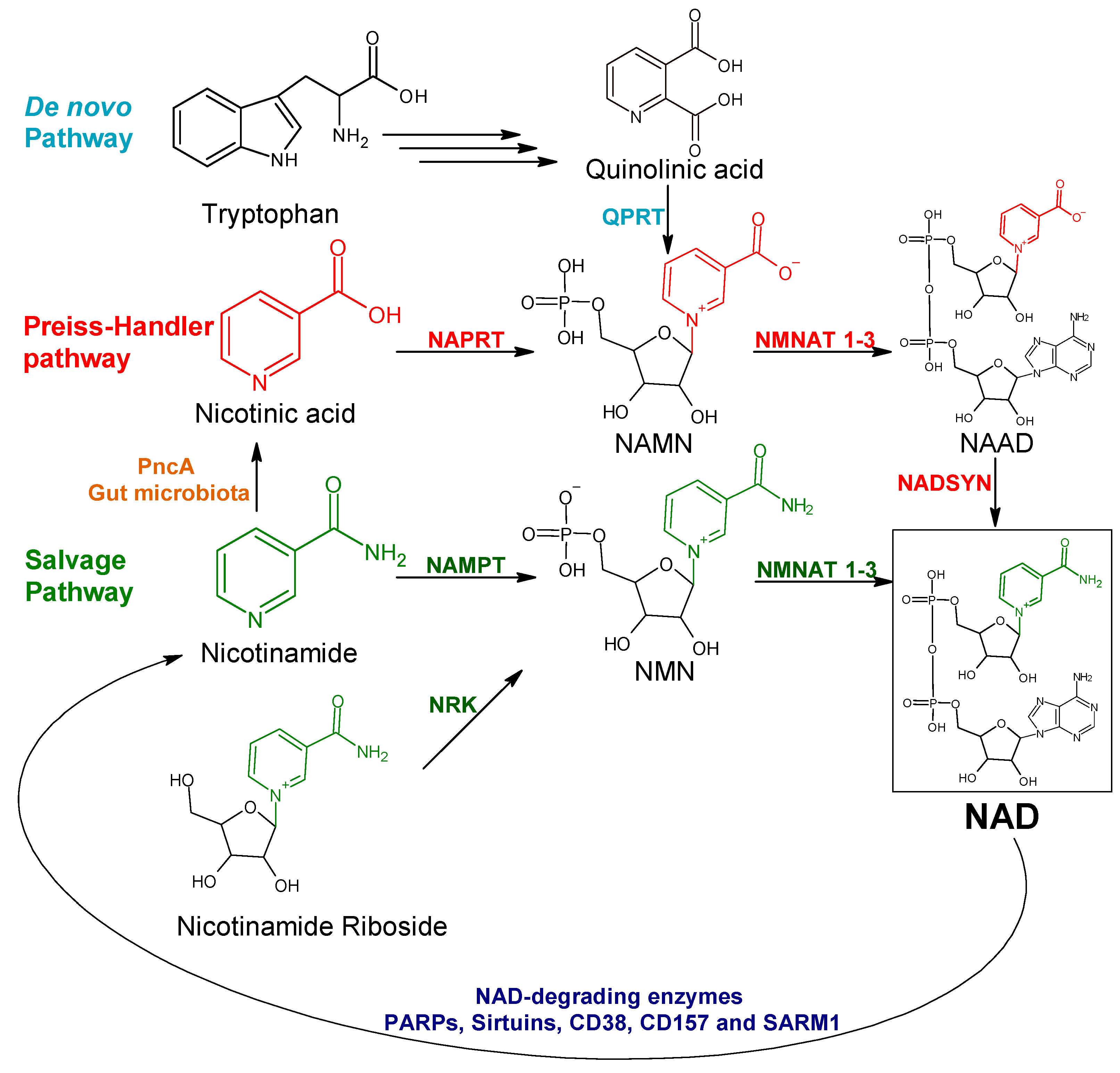 Pharmaceuticals 15 00848 g001