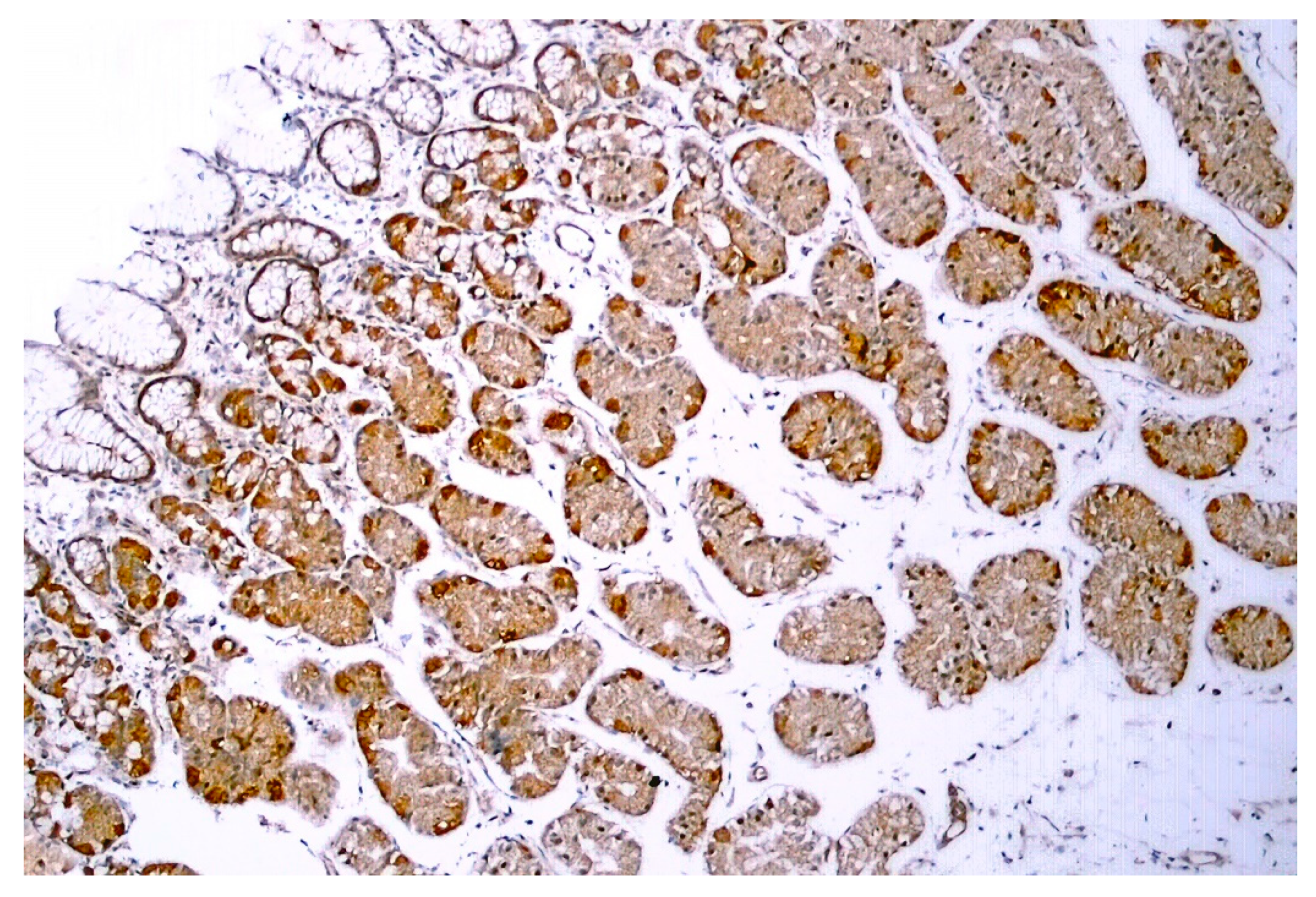 Pharmaceuticals 15 00851 g005 Pharmaceuticals 15 00851 g005