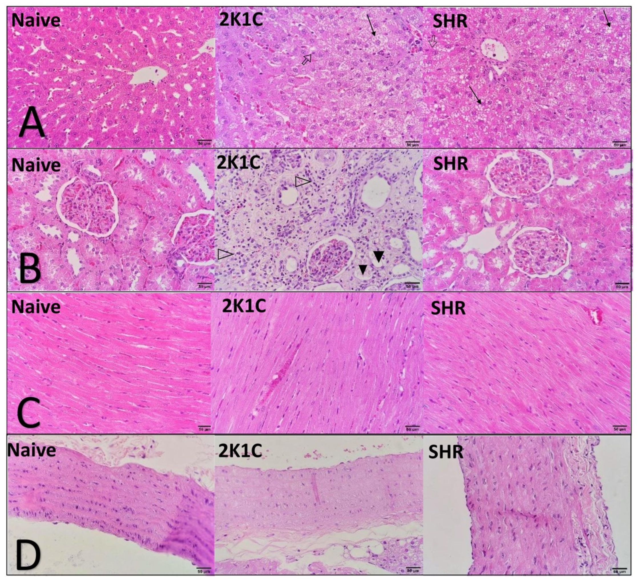 Pharmaceuticals 15 00853 g003