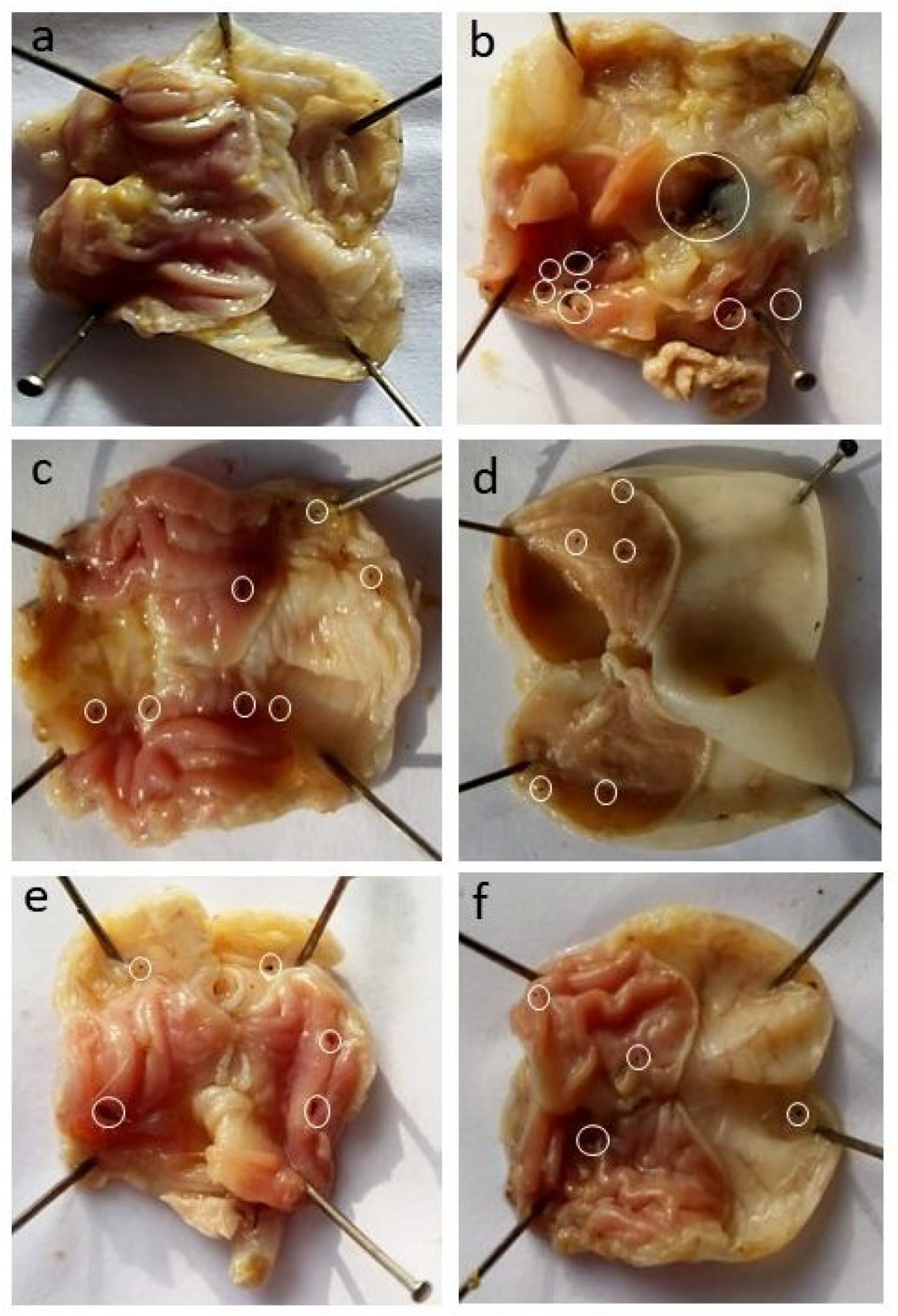 Pharmaceuticals 15 00856 g008