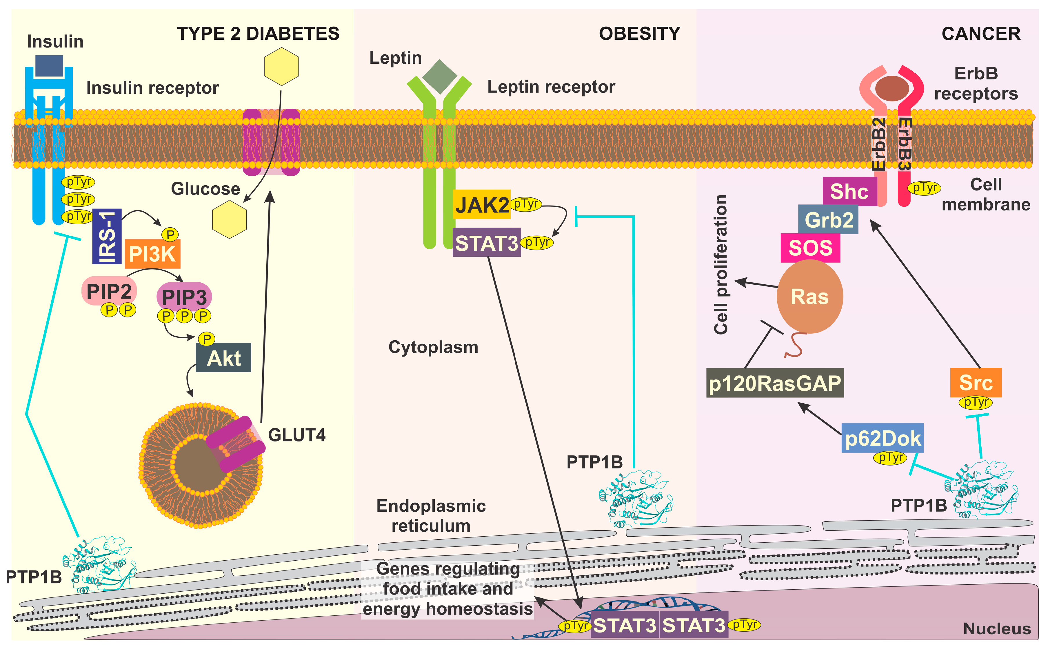 Pharmaceuticals 15 00866 g001