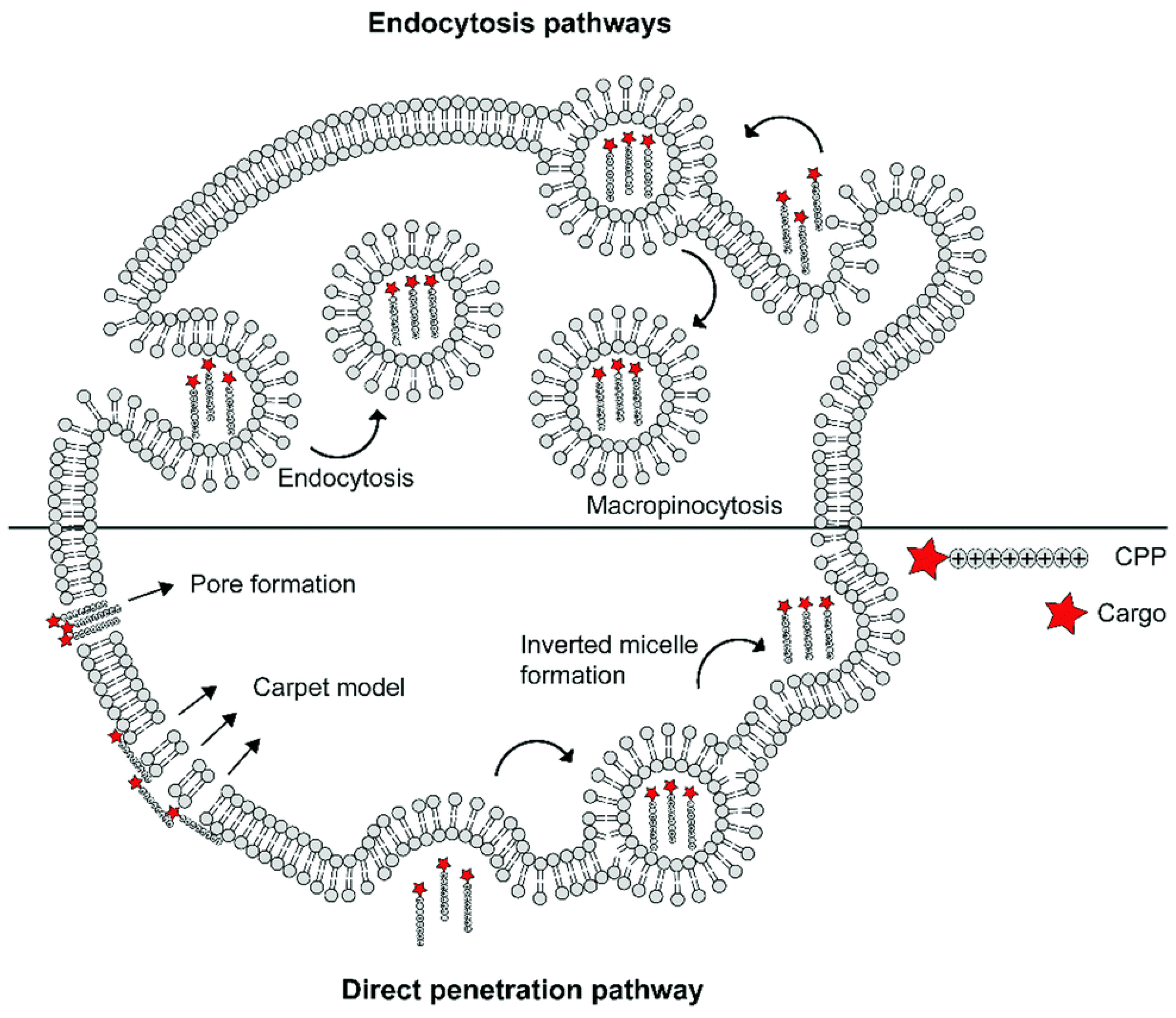 Pharmaceuticals 15 00877 g003
