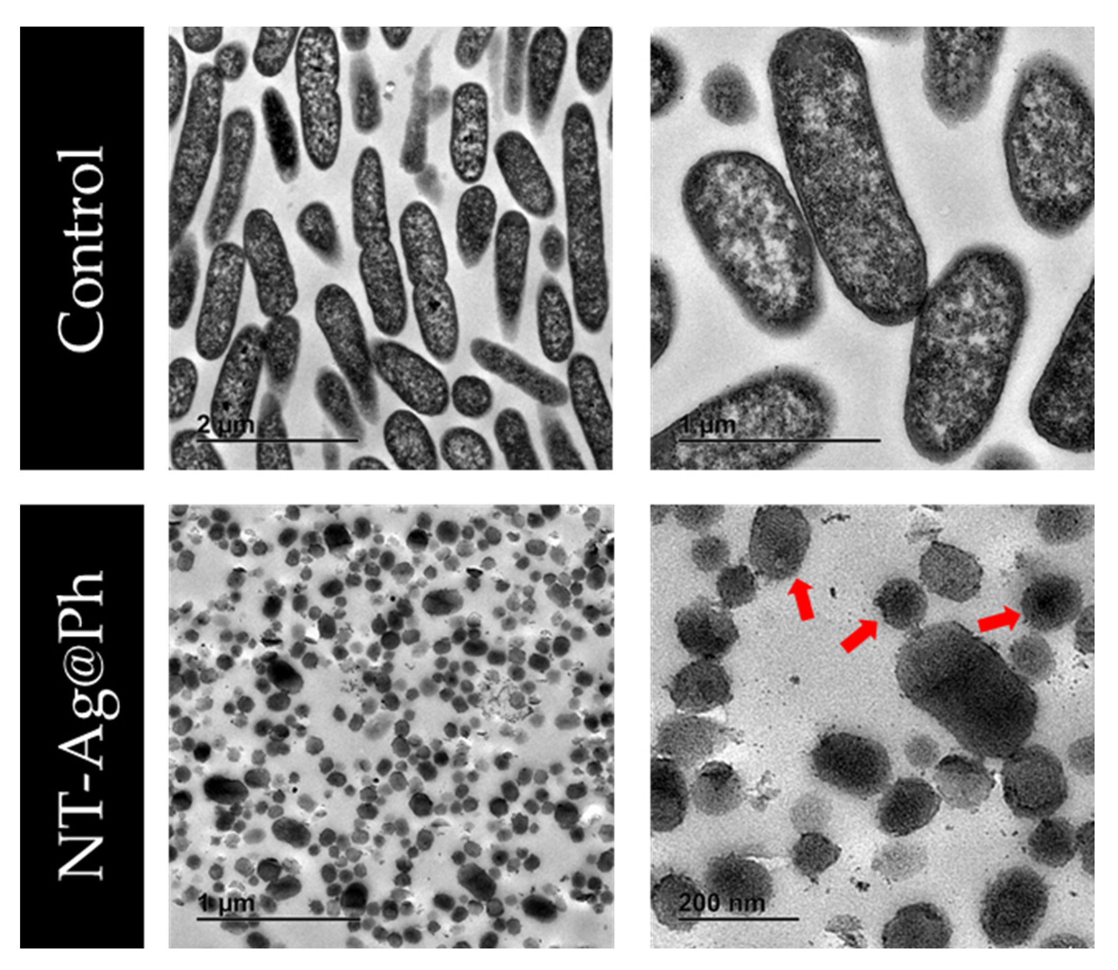 Pharmaceuticals 15 00884 g006