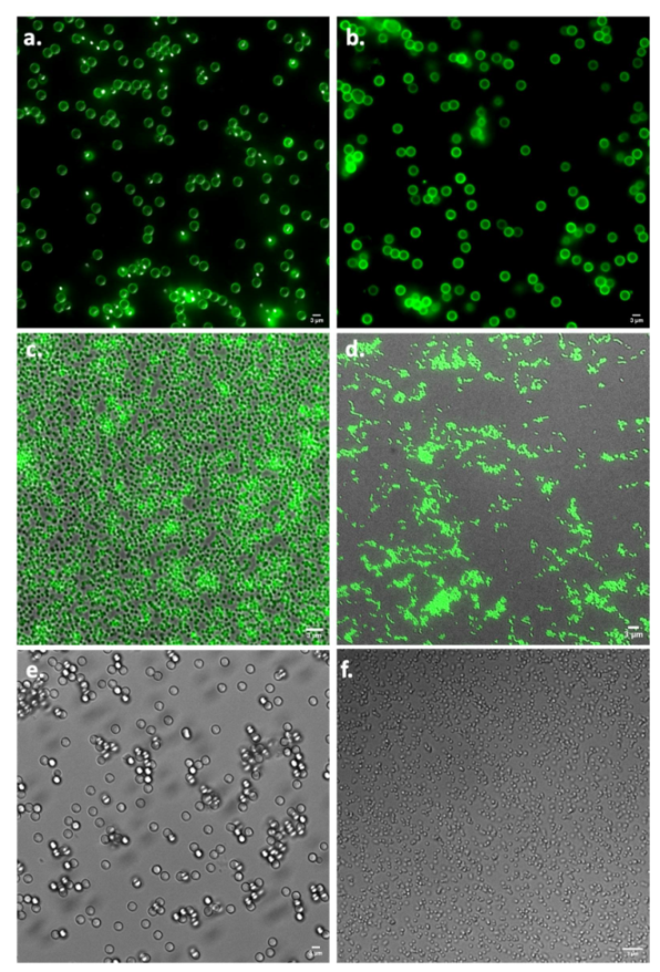 Pharmaceuticals 15 00887 g002