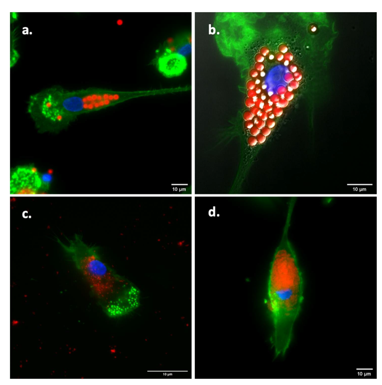 Pharmaceuticals 15 00887 g004