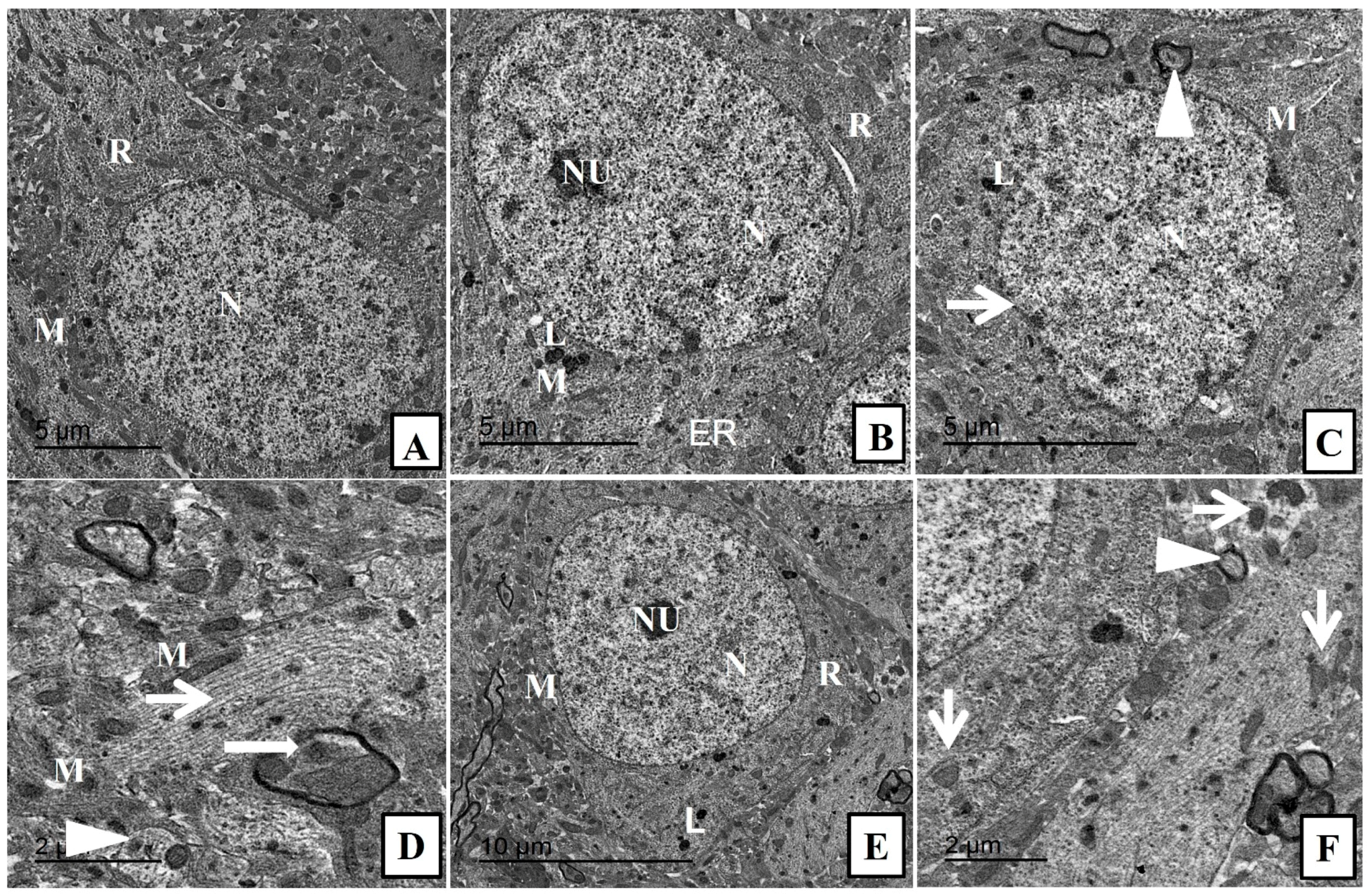 Pharmaceuticals 15 00918 g004