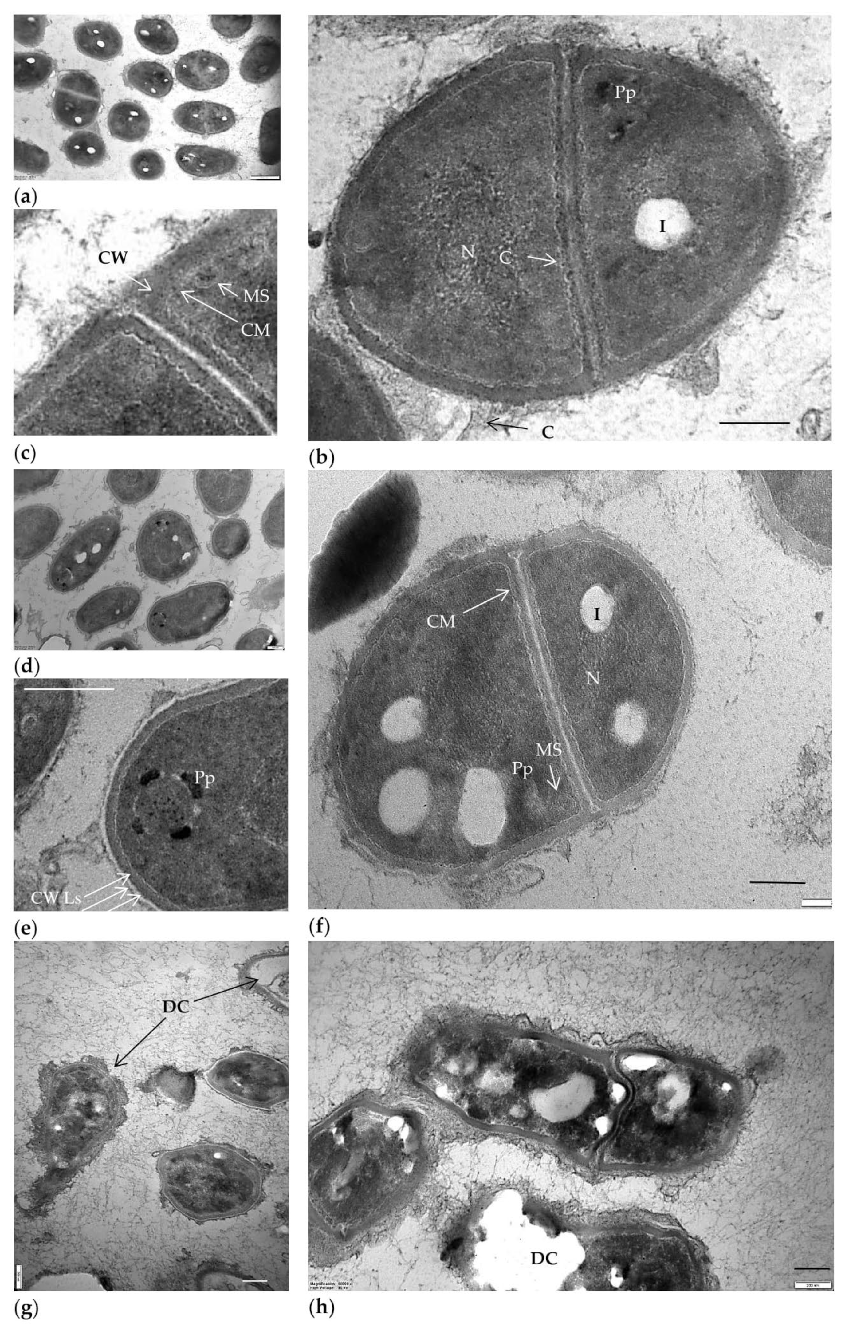 Pharmaceuticals 15 00964 g002