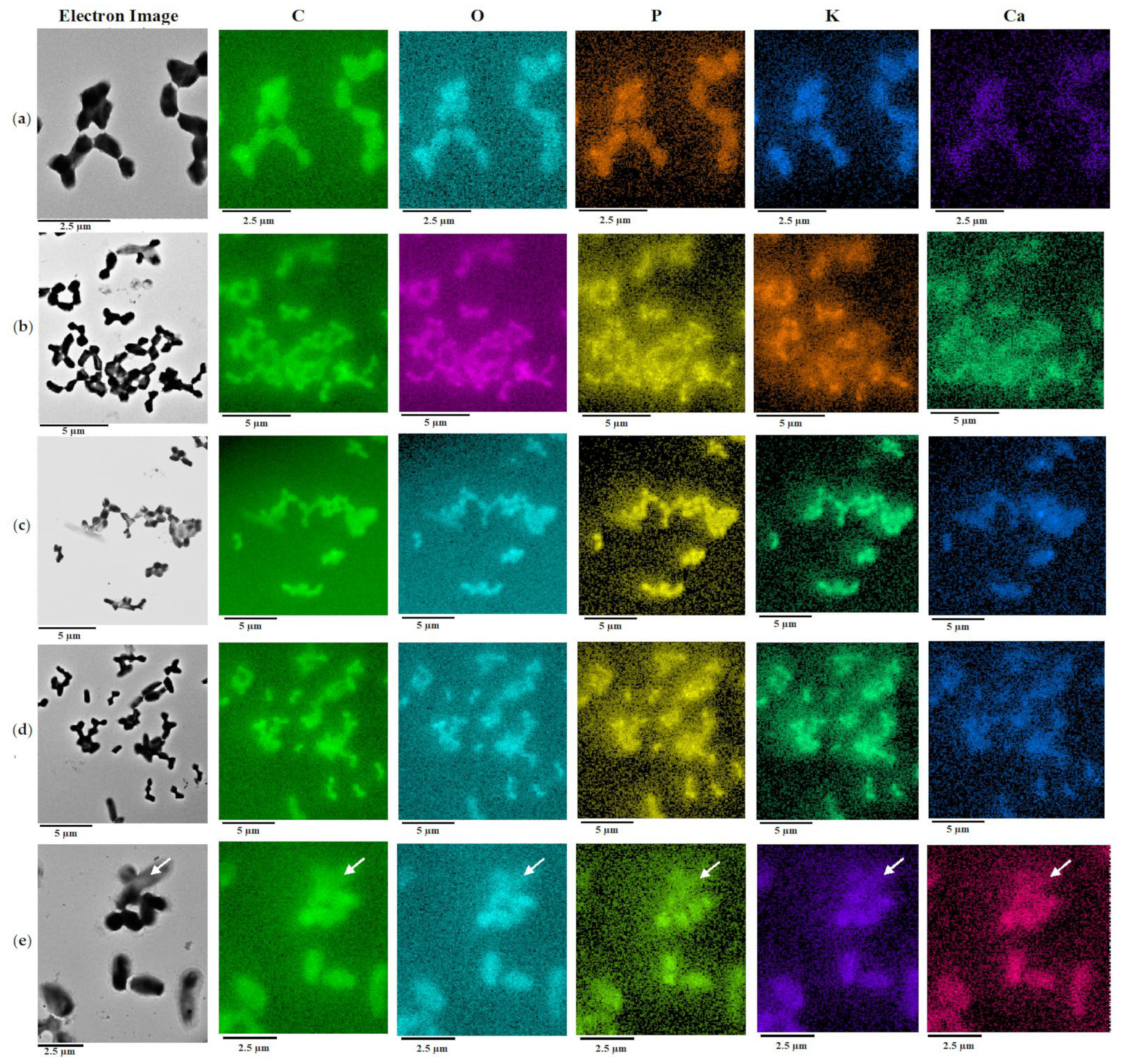 Pharmaceuticals 15 00964 g004