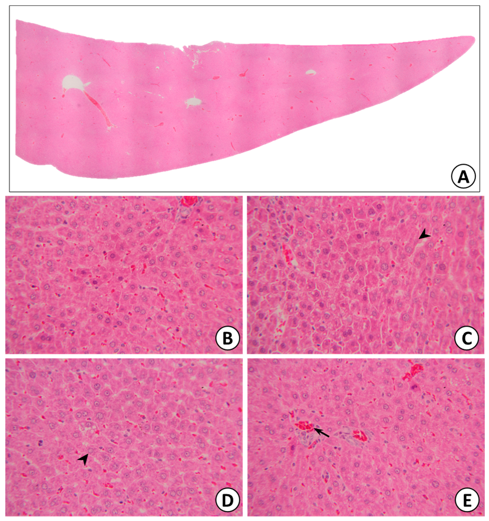 Pharmaceuticals 15 00988 g010