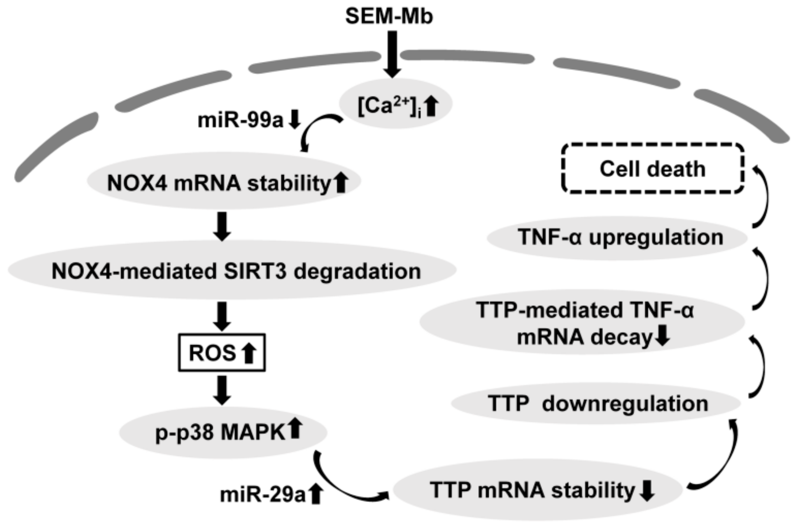 Pharmaceuticals 15 01066 g008