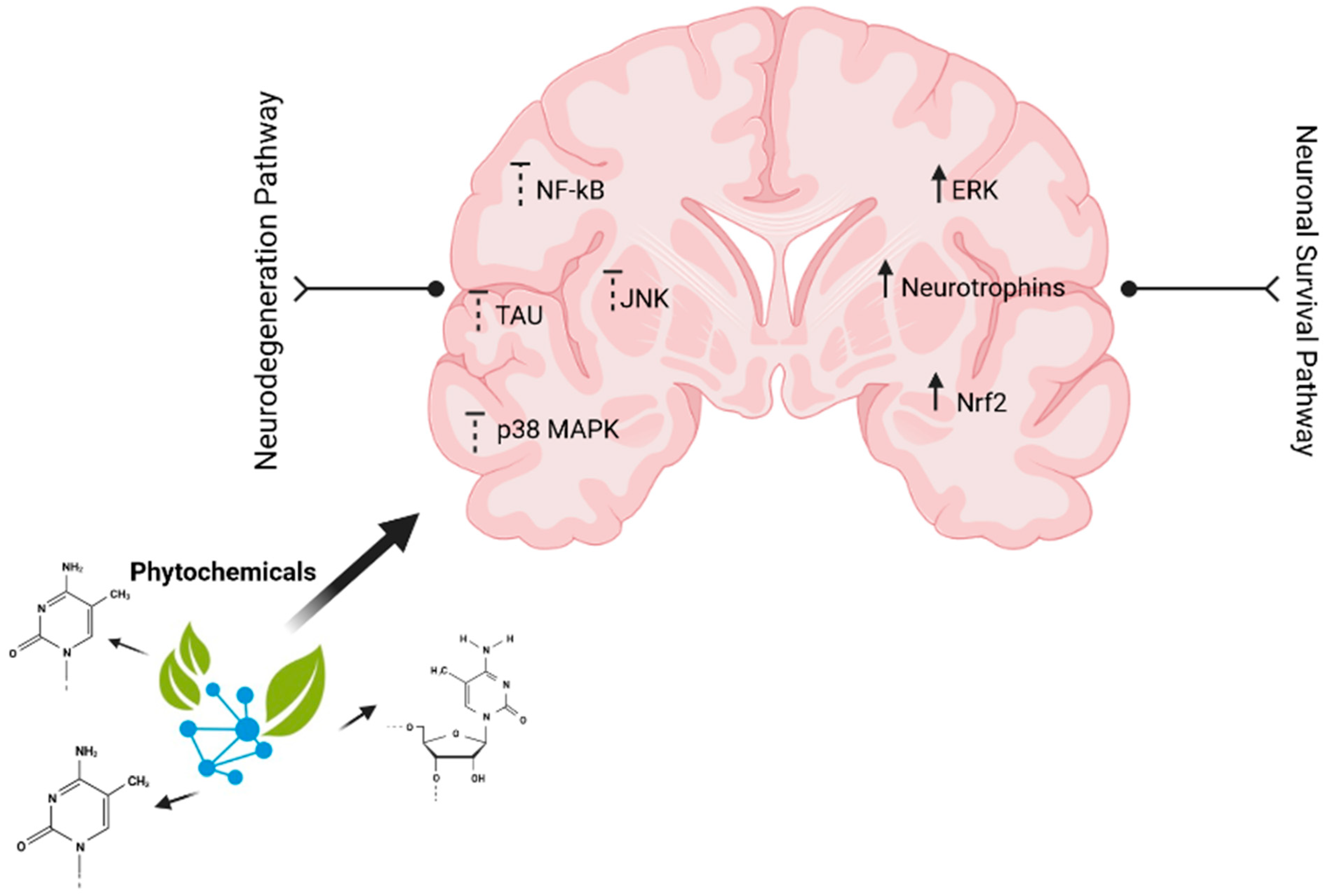 Pharmaceuticals 15 01077 g002