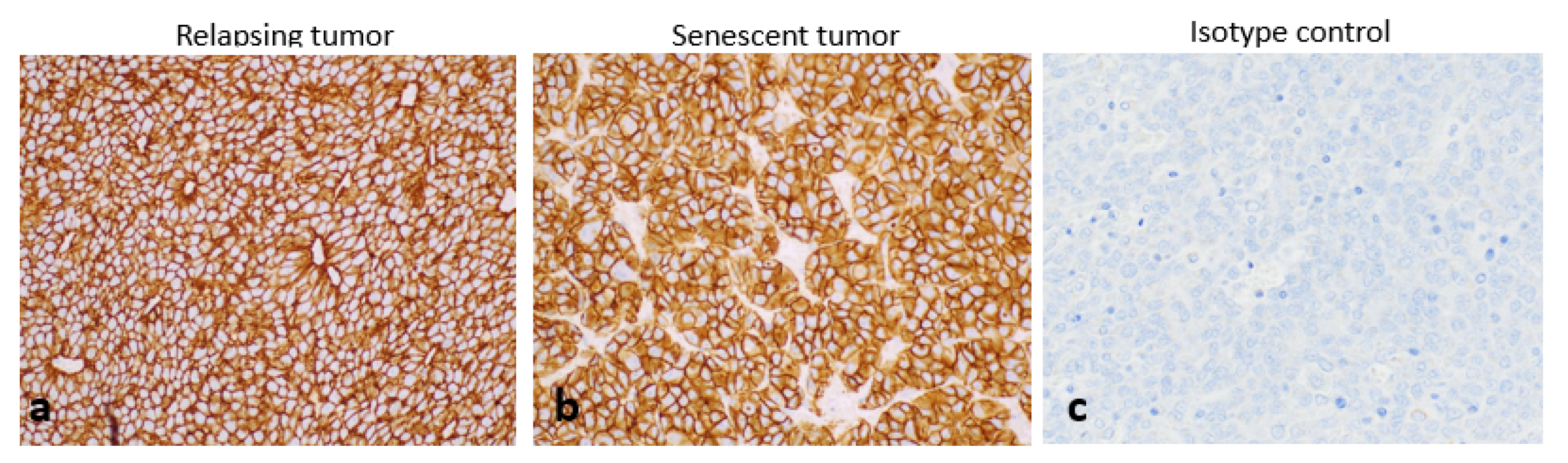 Pharmaceuticals 15 01085 g006