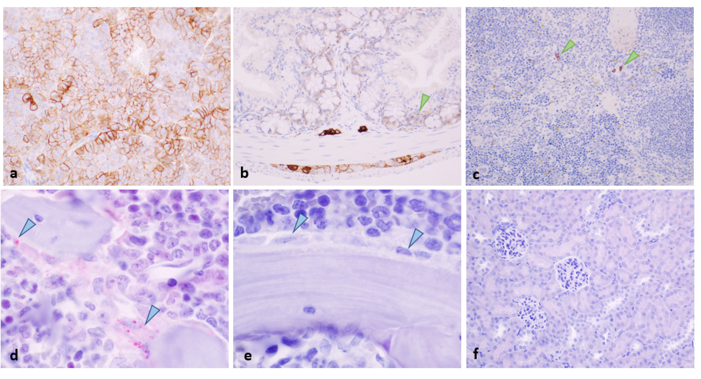 Pharmaceuticals 15 01085 g007