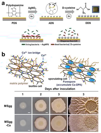 Pharmaceuticals 15 01253 g013