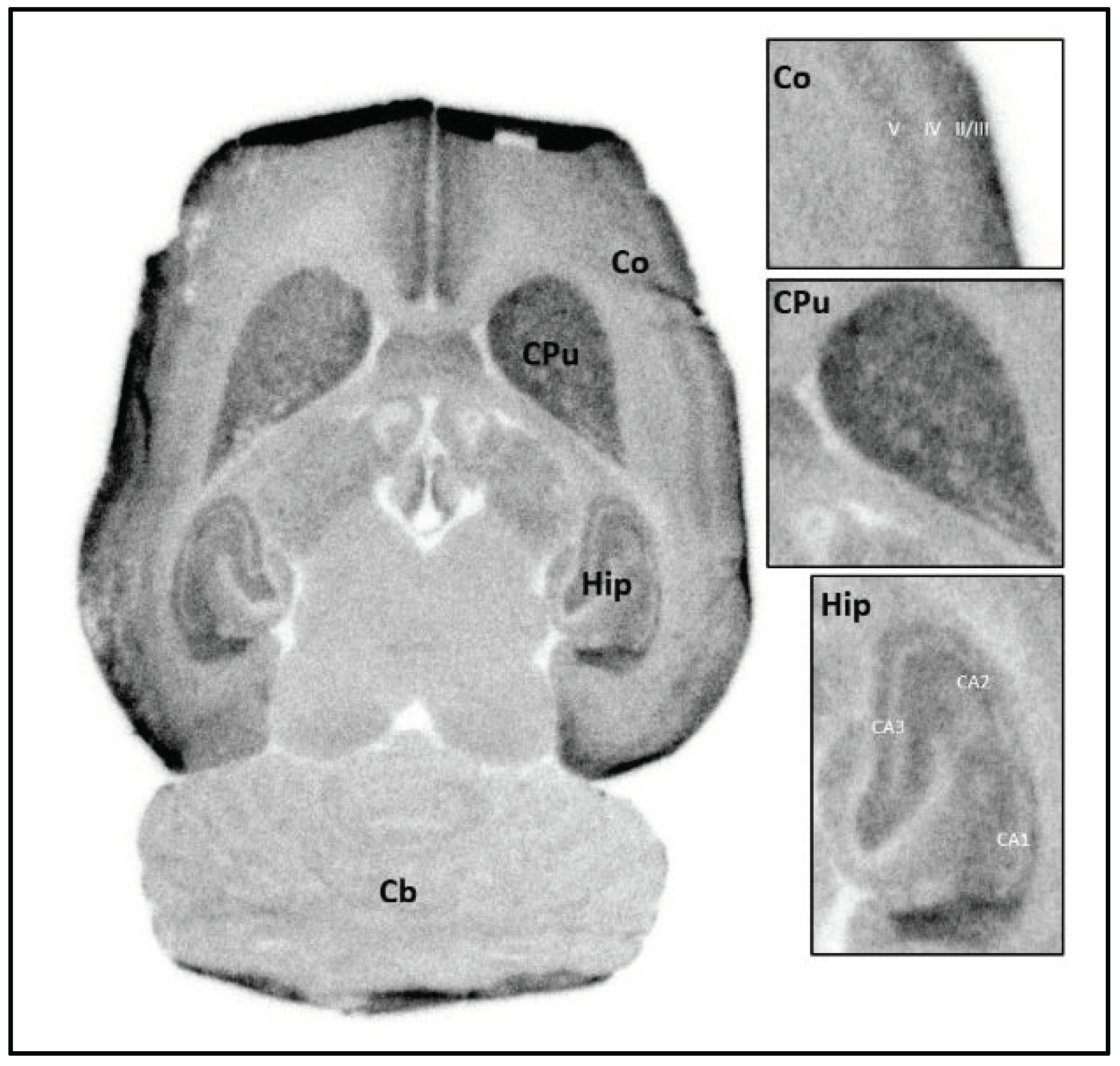 Pharmaceuticals 15 01272 g001