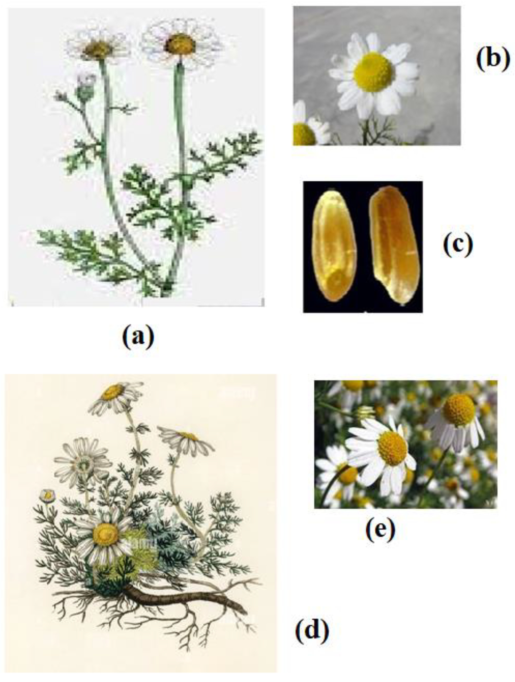 Pharmaceuticals 15 01284 g001