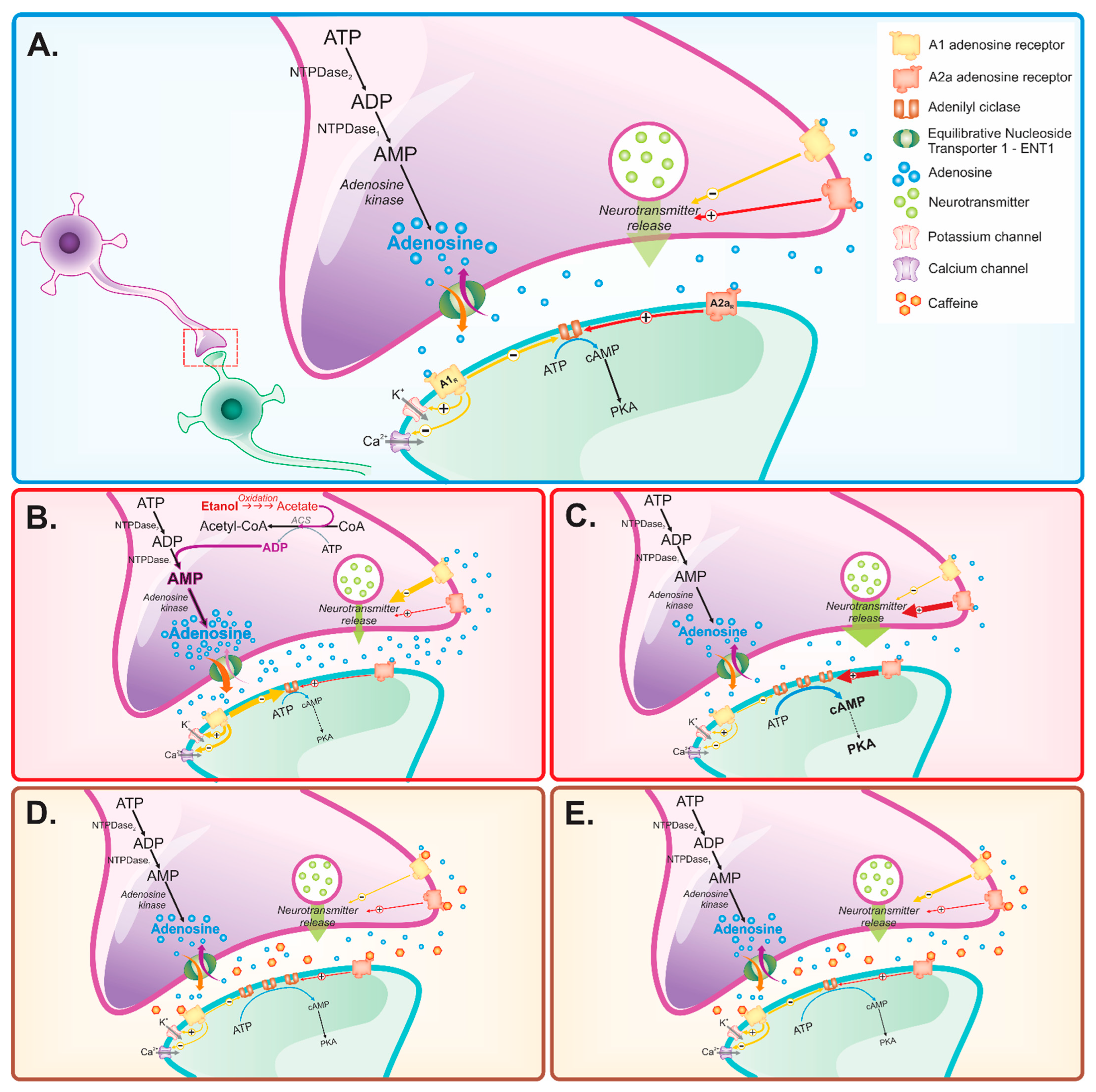 Pharmaceuticals 15 01323 g001 Pharmaceuticals 15 01323 g001