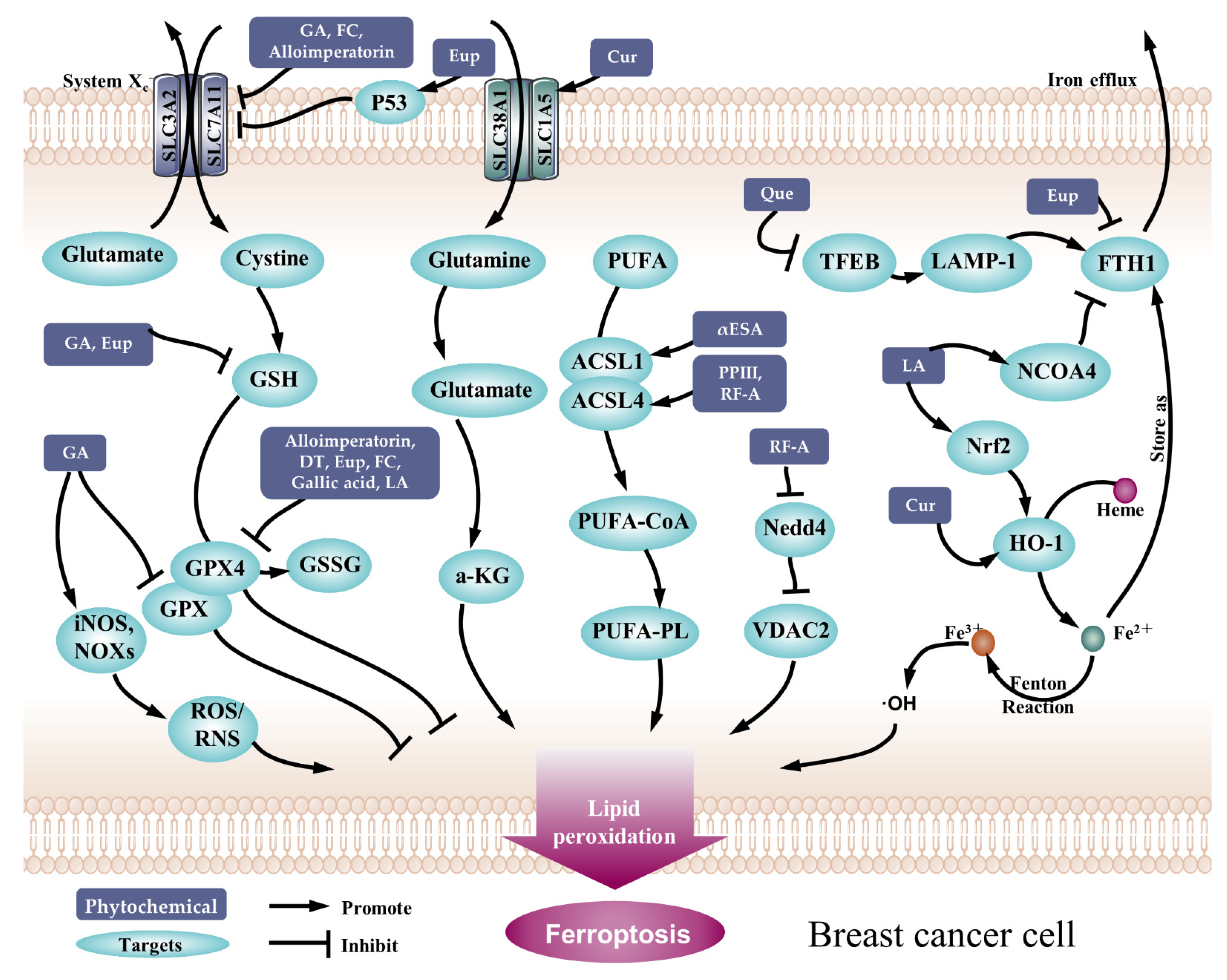 Pharmaceuticals 15 01360 g003