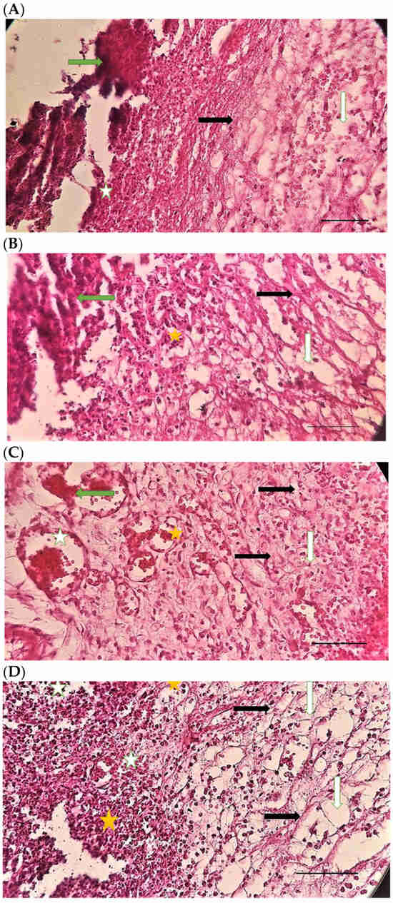 Pharmaceuticals 15 01381 g006