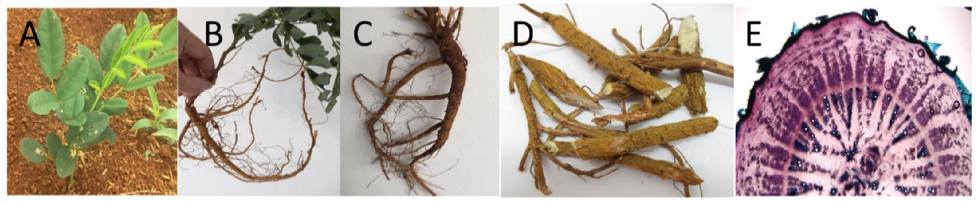 Pharmaceuticals 15 01384 g001